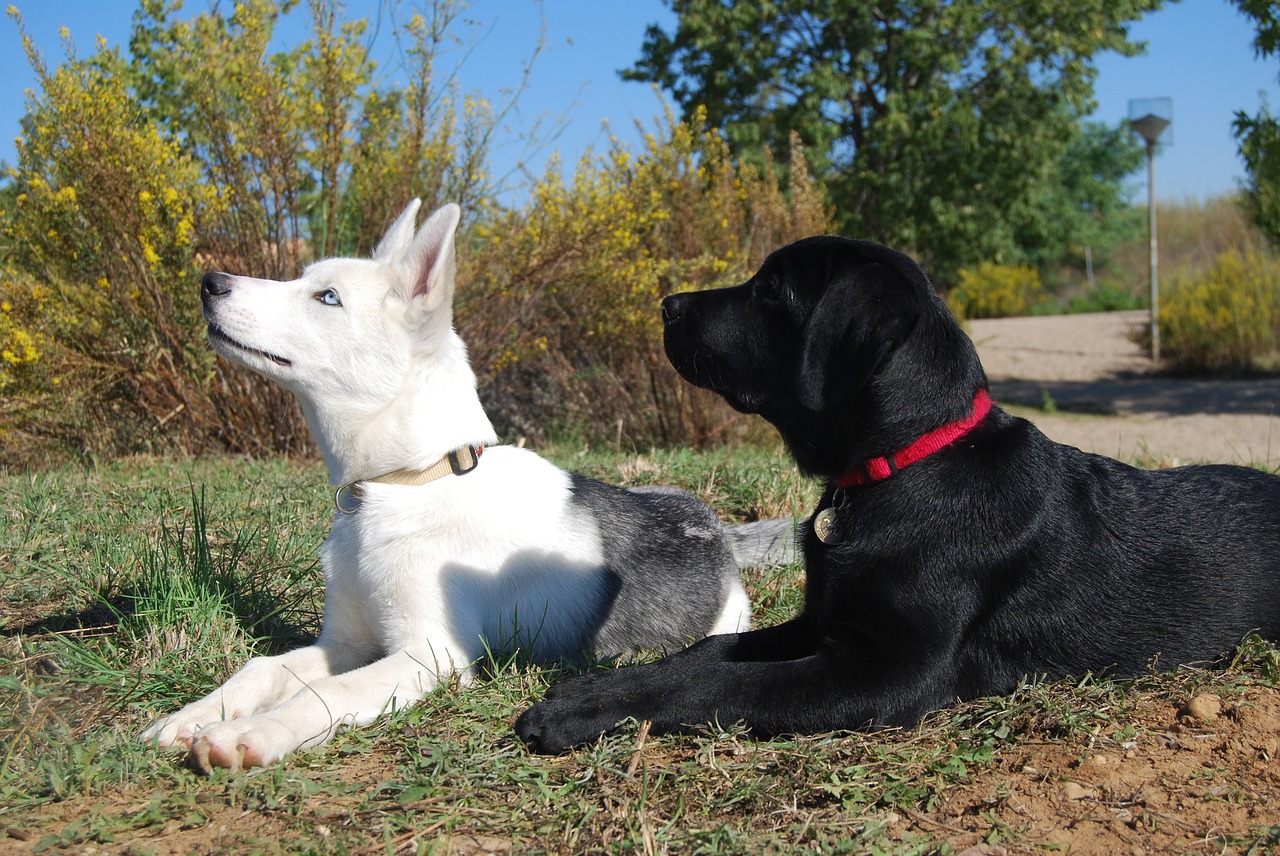 Šuo, Labradoras, Husky, Augintiniai, Nemokamos Nuotraukos,  Nemokama Licenzija