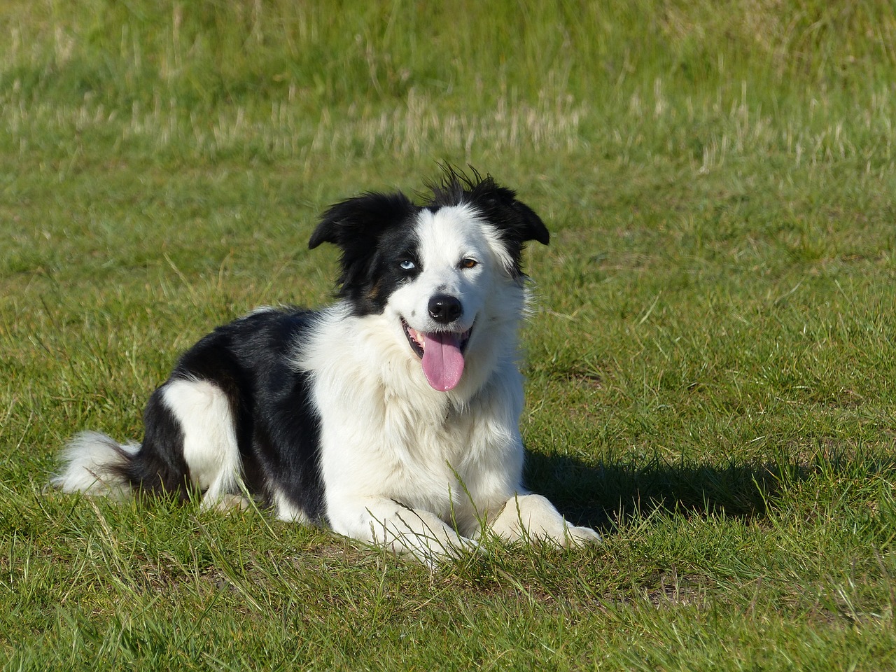 Šuo, Sienos Kolis, Border-Collie, Kolis, Gyvūnas, Naminis Gyvūnėlis, Juoda, Balta, Žvėrys, Nuotolinis Prisijungimas