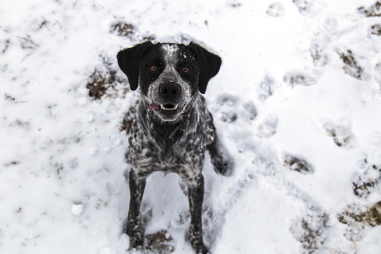 Šuo, Sniegas, Pėdos, Draugas, Nemokamos Nuotraukos,  Nemokama Licenzija