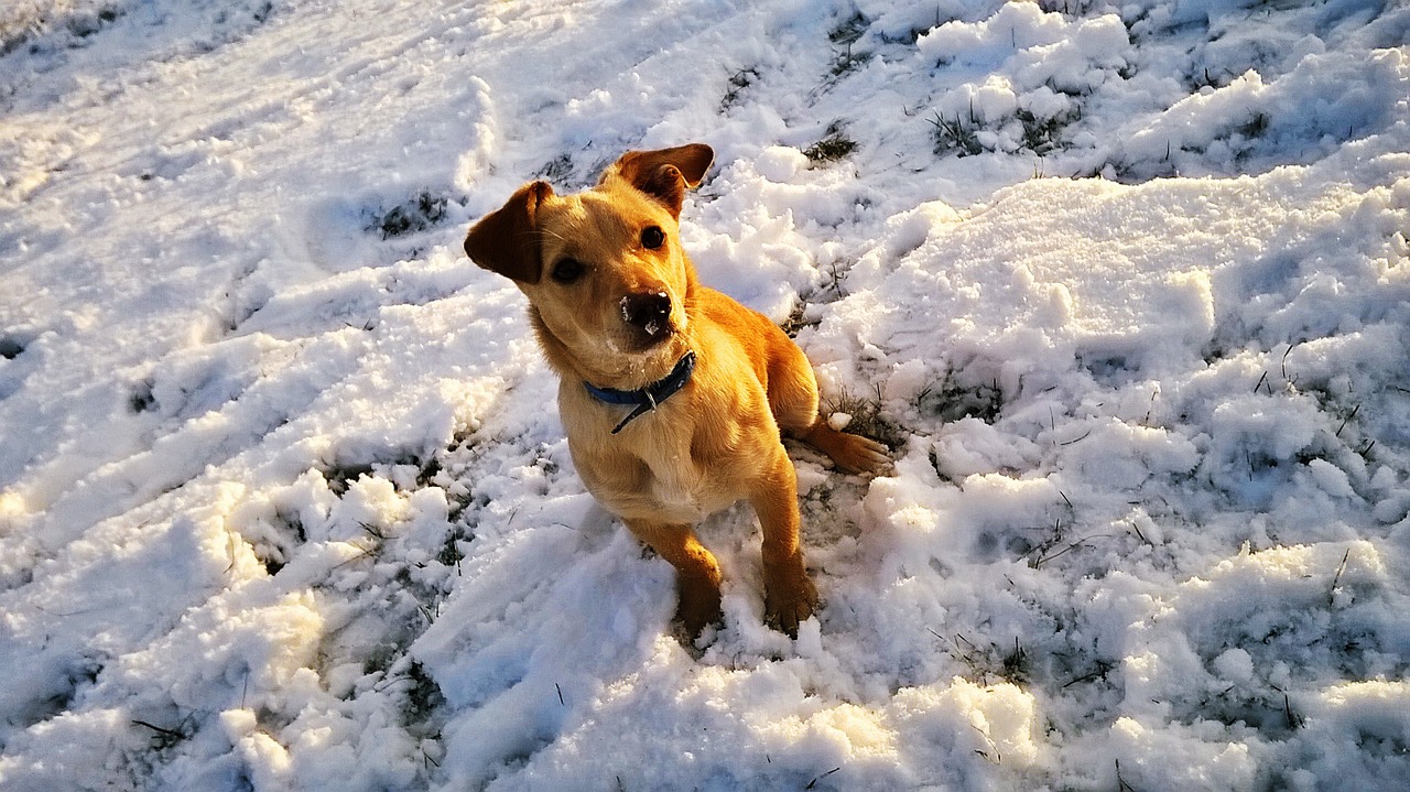 Собака чанга. Собака в снегу. Рыжая собака в снегу. Рыжий щенок в снегу. Рыжий щенок на снегу арт.