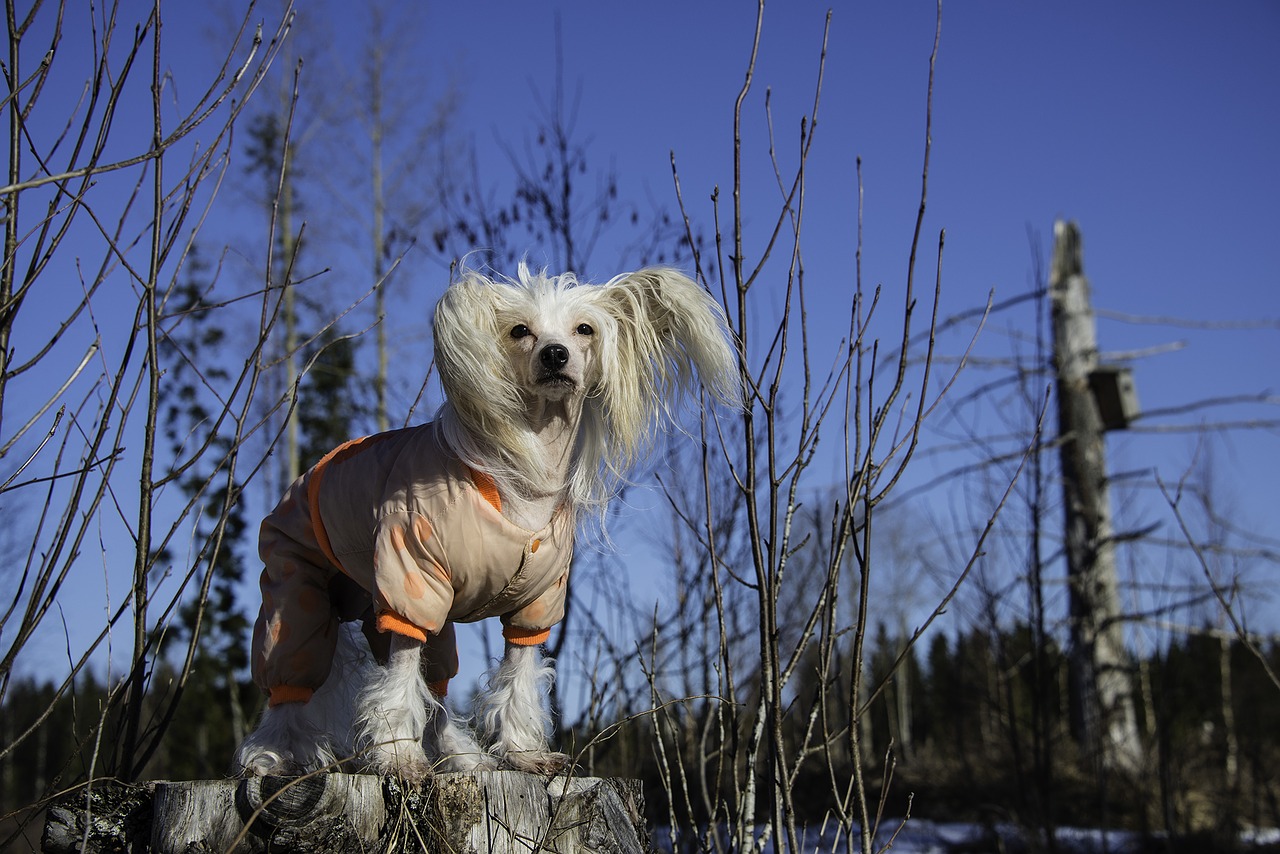 Šuo, Kiniškasis Kalnas, Žiema, Lauke, Drabužiai, Nemokamos Nuotraukos,  Nemokama Licenzija