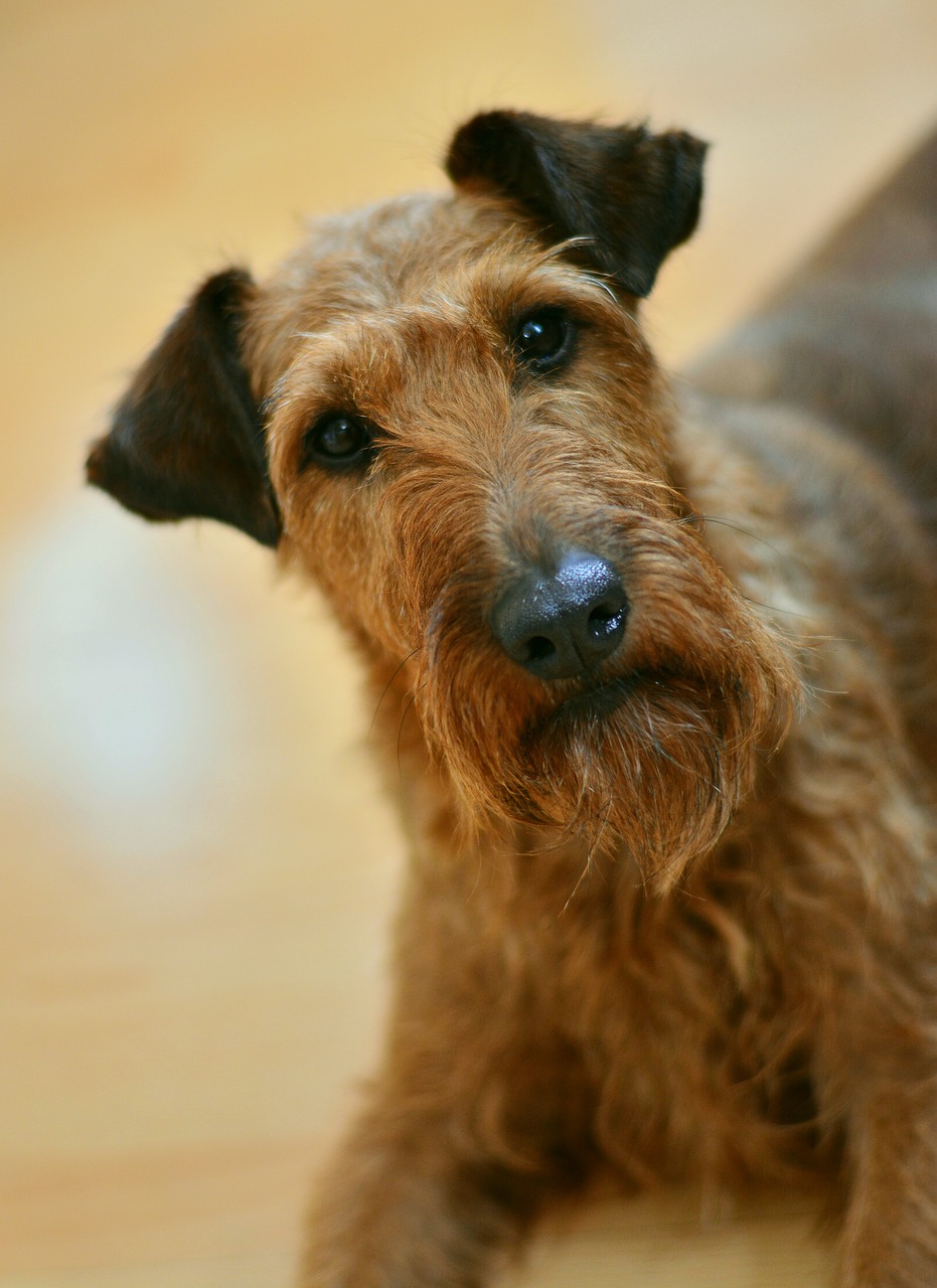 Šuo, Isrinis Terjeras, Terjeras, Hundeportrait, Šunų Akys, Naminis Gyvūnėlis, Snukis, Lenktynės, Kailis, Gyvūnas