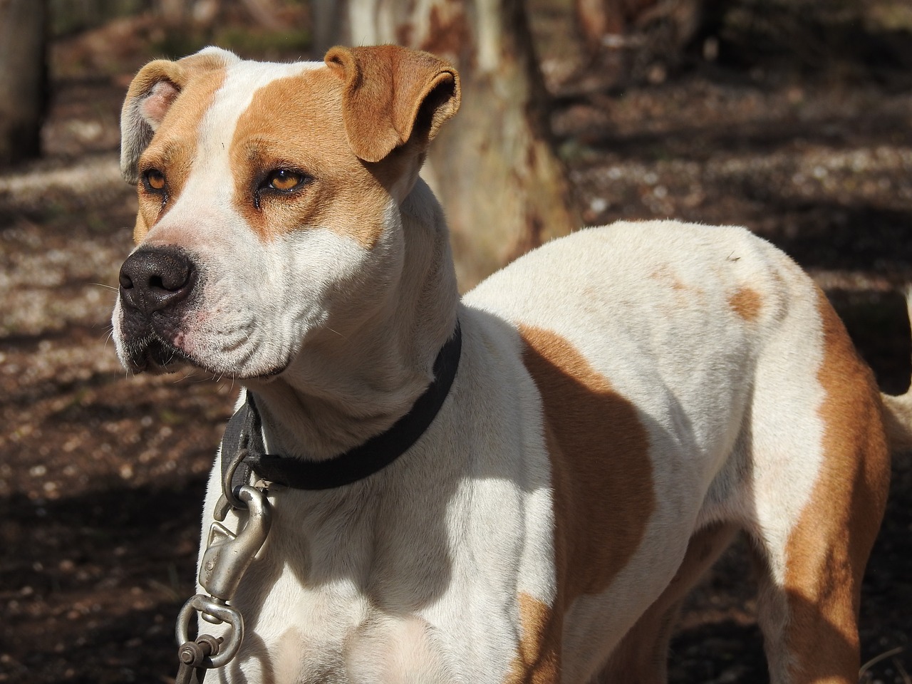 Šuo, Šunys, Pasiruošęs, Pitbull, Apsaugos Šuo, Medžioklės Šuo, Ištikimas, Naminis Gyvūnėlis, Nemokamos Nuotraukos,  Nemokama Licenzija