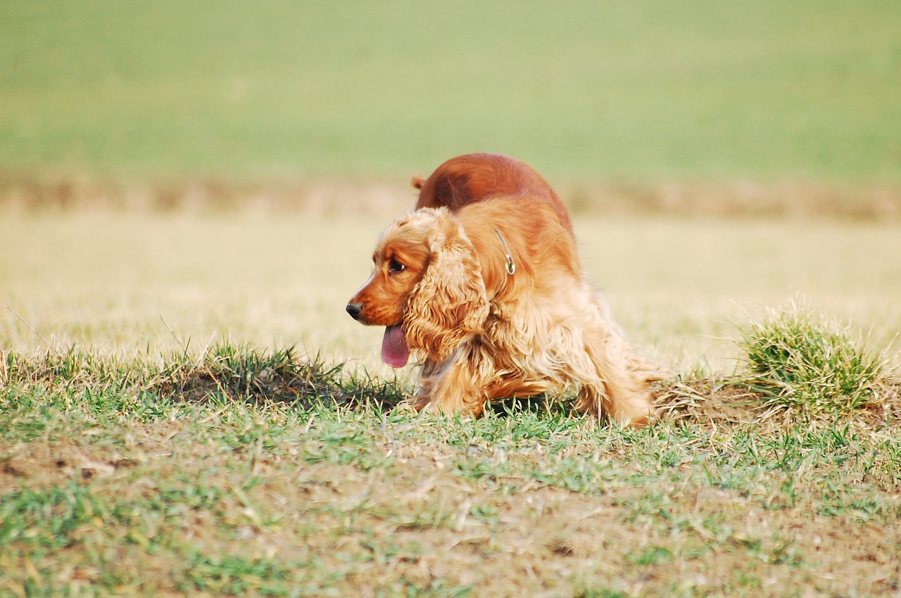 Šuo, Šunys, Laisvė, Vaikščioti, Spacer, Auksas, Rudy, Raudona, Cocker Spaniel English, Koksininkas