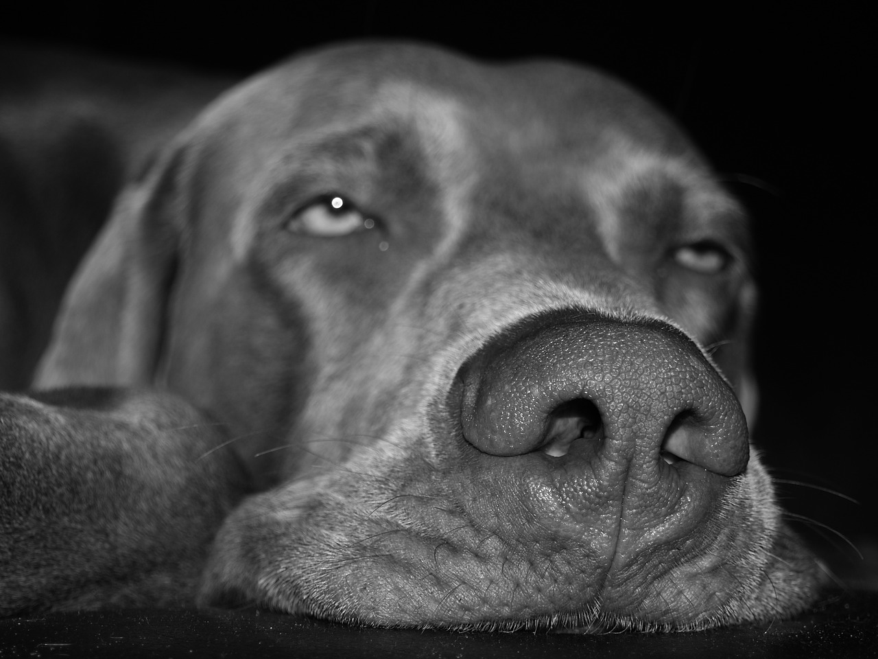 Šuo, Weimaraner, Snukis, Pavargęs, Mieguistas, Tingus, Medžioklės Šuo, Poilsis, Šuo Snukis, Nemokamos Nuotraukos