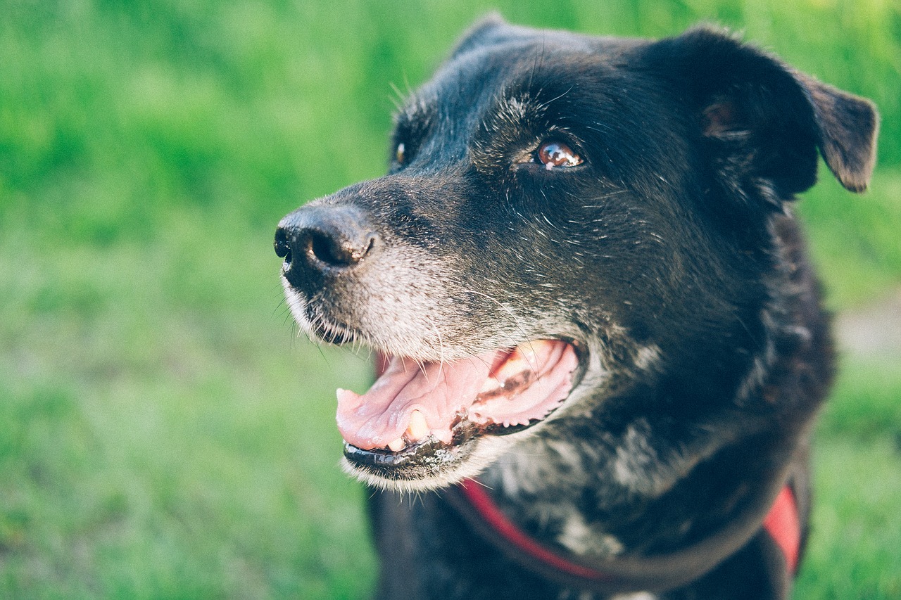 Šuo, Naminis Gyvūnėlis, Gyvūnas, Gyvūninės Fotografijos, Gyvūnų Portretas, Mielas, Labradoras, Gyvūnų Prieglauda, Šunų Maistas, Hundeportrait