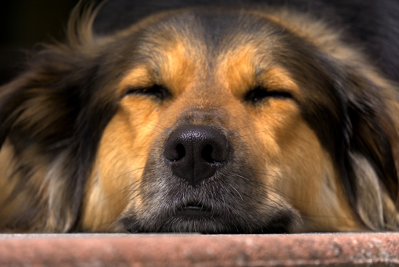 Šuo, Nosis, Uždaryti, Galva, Pavargęs, Miegoti, Atsipalaiduoti, Atsipalaidavimas, Atsipalaiduoti, Poilsis