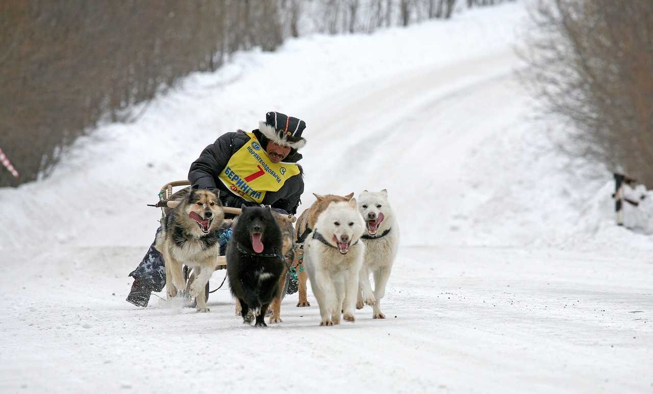 Šuo, Laikas, Husky, Lenktynės, Kelnės, Šunų Lenktynės, Kelnės, Žmogaus Geriausias Draugas, Žiema, Sniegas