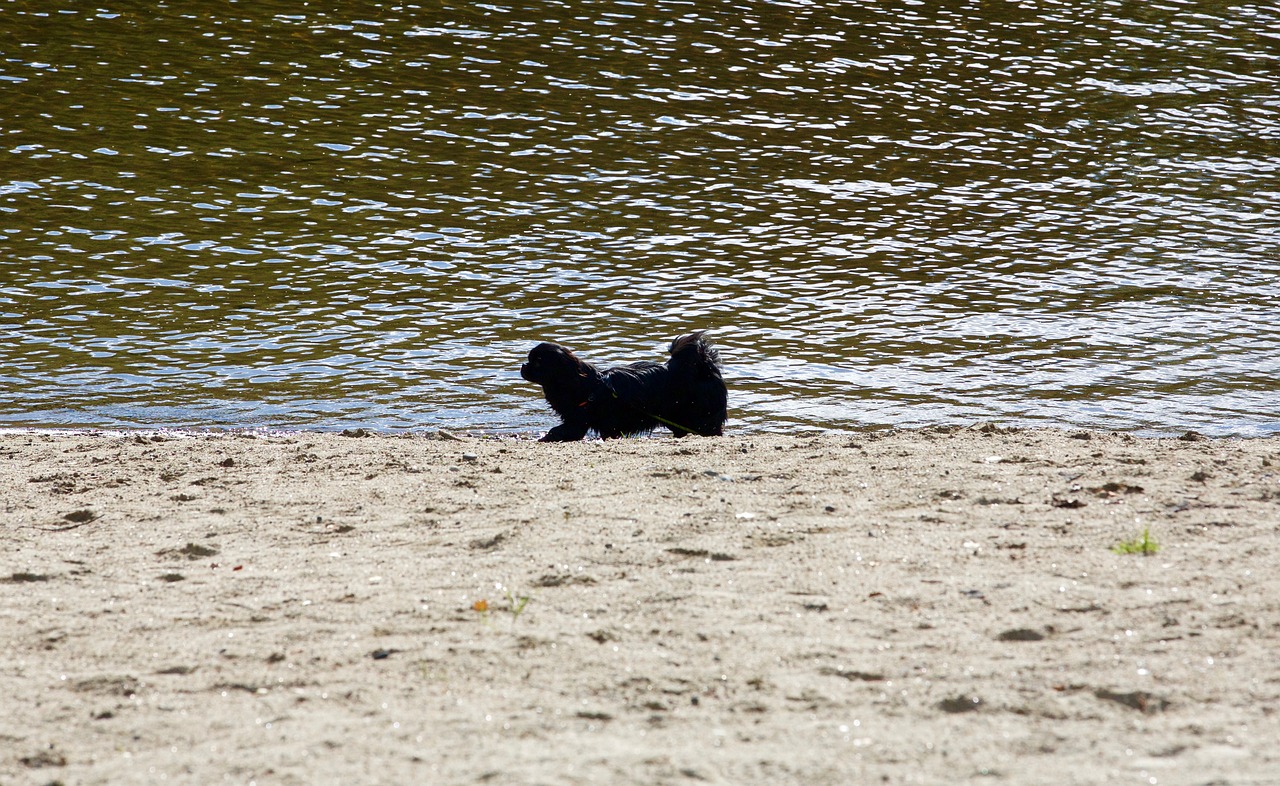 Šuo, Papludimys, Jūra, Gyvūnas, Smėlis, Promenada, Nemokamos Nuotraukos,  Nemokama Licenzija