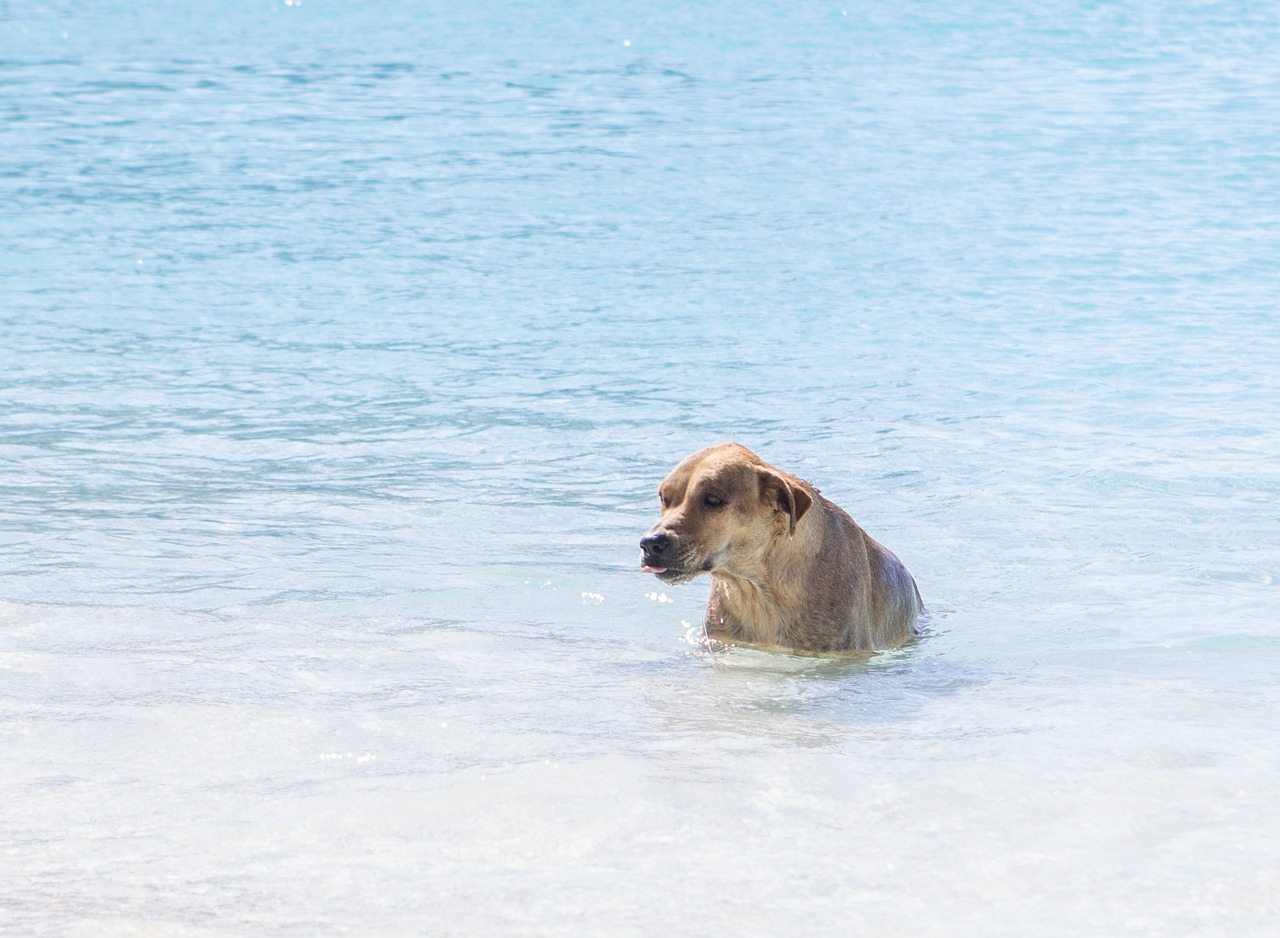 Šuo, Vanduo, Vandenynas, Nemokamos Nuotraukos,  Nemokama Licenzija