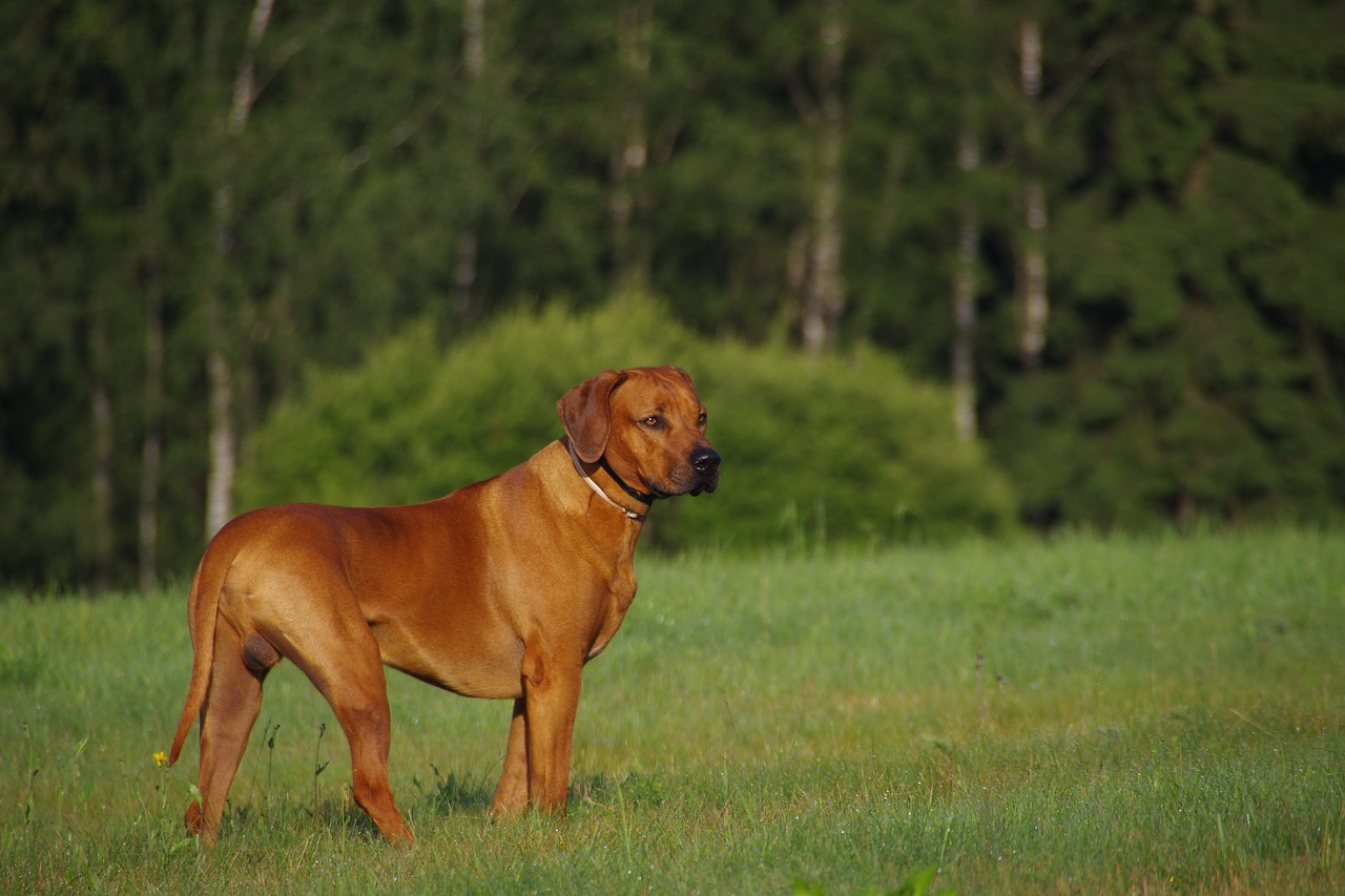 Šuo, Ridžbekas, Rhodesian, Nemokamos Nuotraukos,  Nemokama Licenzija