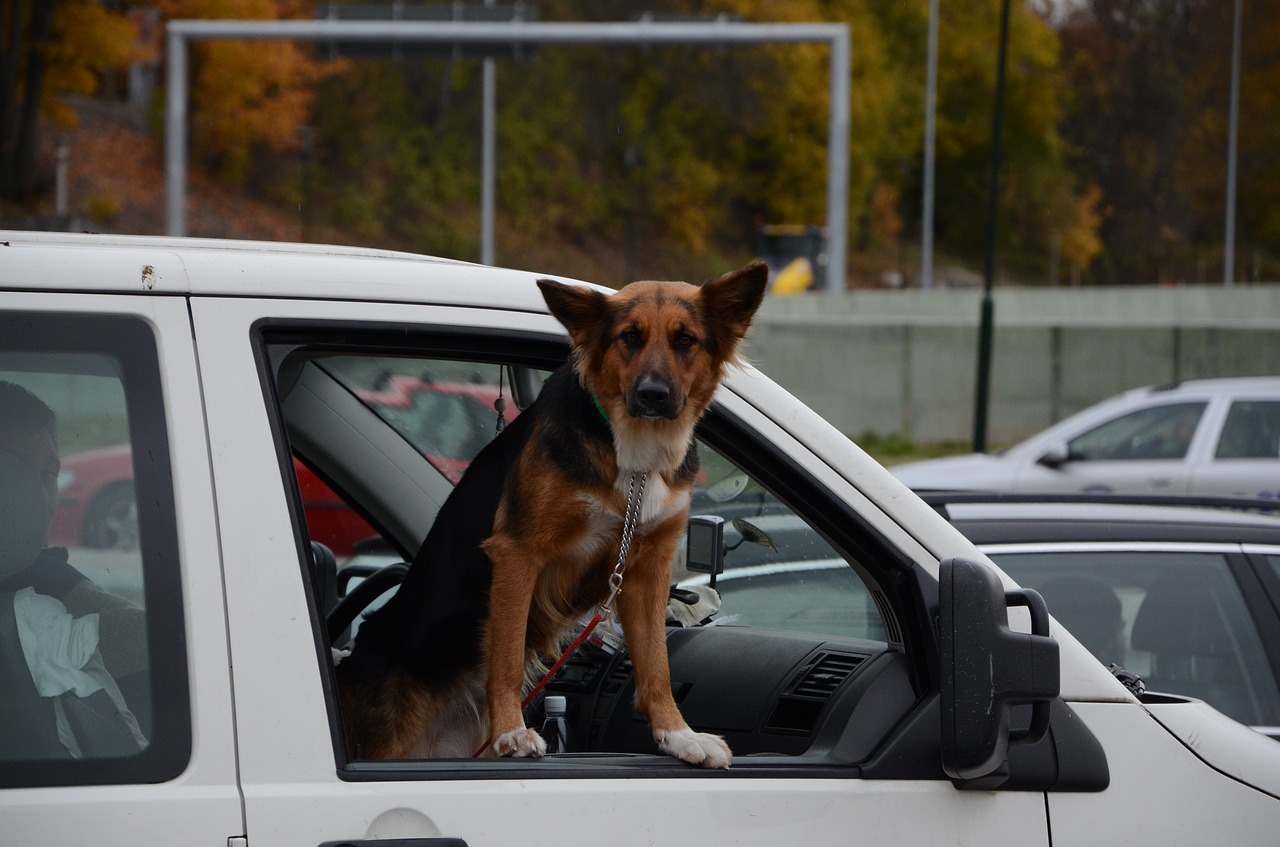 Šuo, Automobilis, Automobilio Langas, Gyvūnas, Transporto Priemonė, Naminis Gyvūnėlis, Juokingas Šuo, Važiavimas Automobiliu, Šunys, Nemokamos Nuotraukos