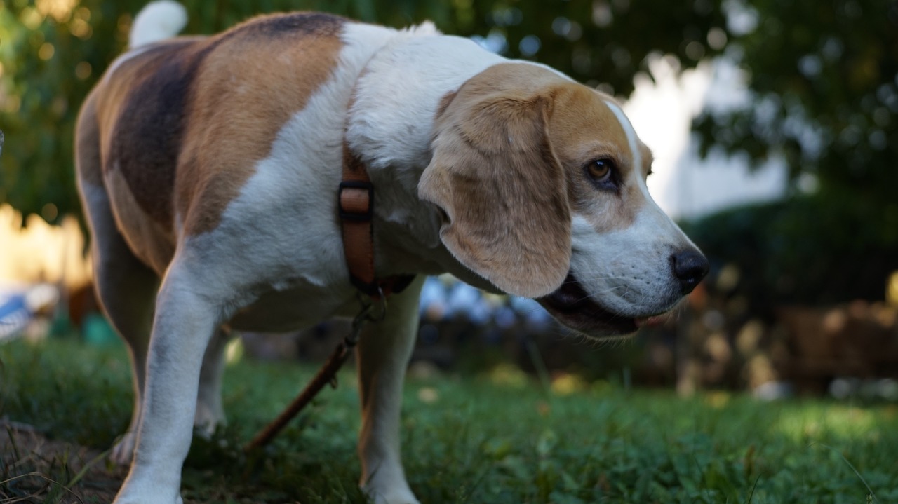 Šuo, Beagle, Augintiniai, Nemokamos Nuotraukos,  Nemokama Licenzija