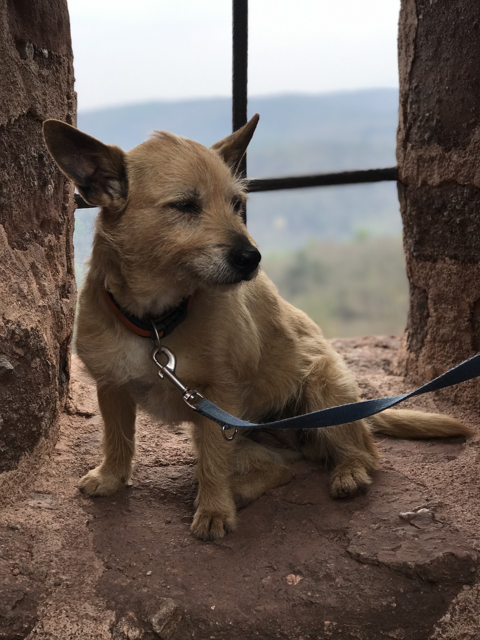 Šuo, Saldus, Gyvūninės Fotografijos, Šunų Portretas, Hundeportrait, Šuo Išvaizdą, Linksma, Atsipalaidavęs Šuo, Gyvūnų Portretas, Gražus