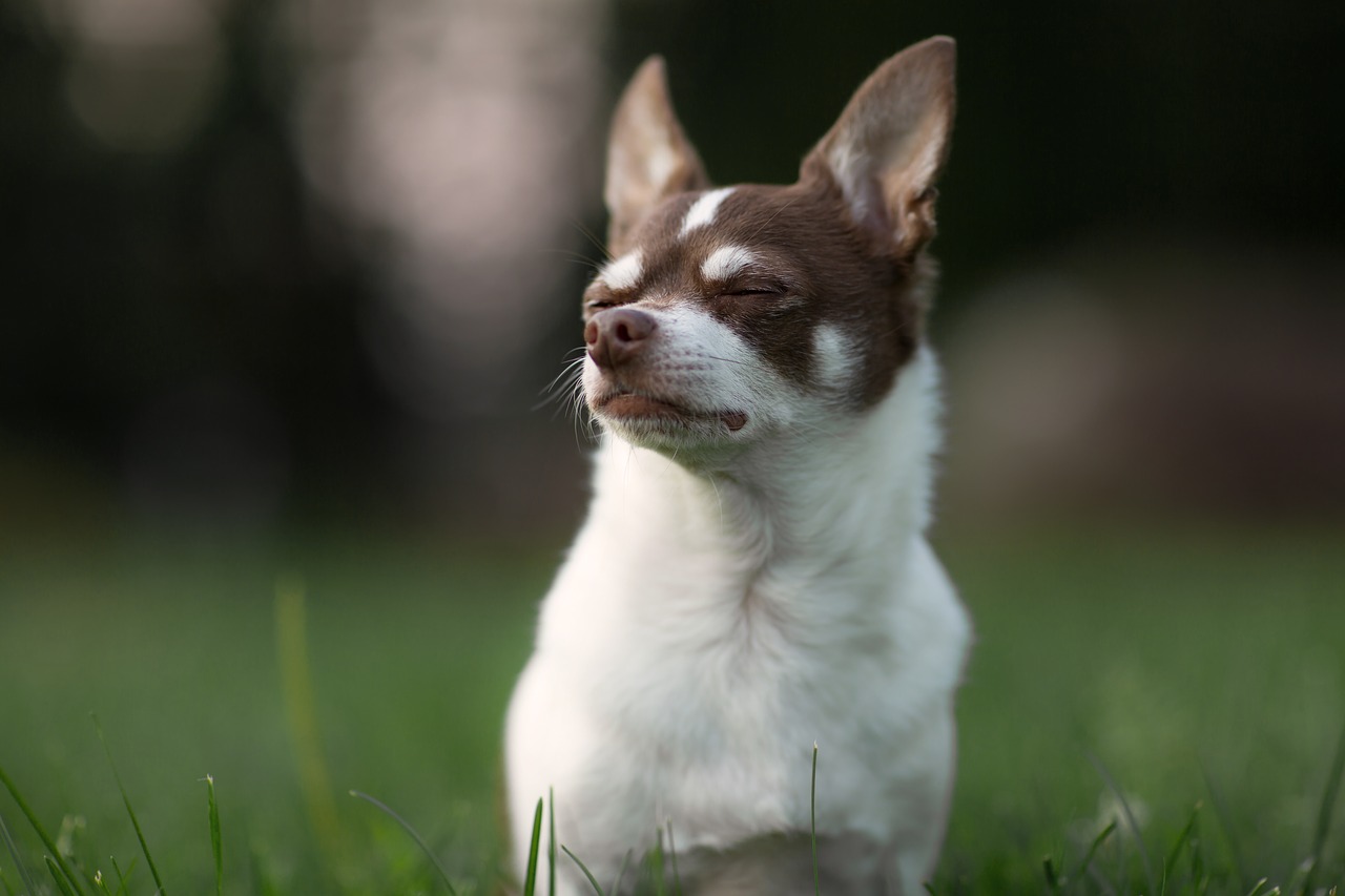 Šuo, Chihuahua, Gyvūnas, Nemokamos Nuotraukos,  Nemokama Licenzija
