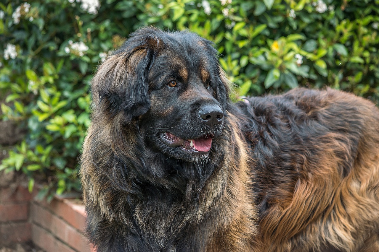 Šuo, Leonberger, Milžinas, Kilmės, Grynakraujis, Gyvūnas, Šunys, Vidaus, Nemokamos Nuotraukos,  Nemokama Licenzija