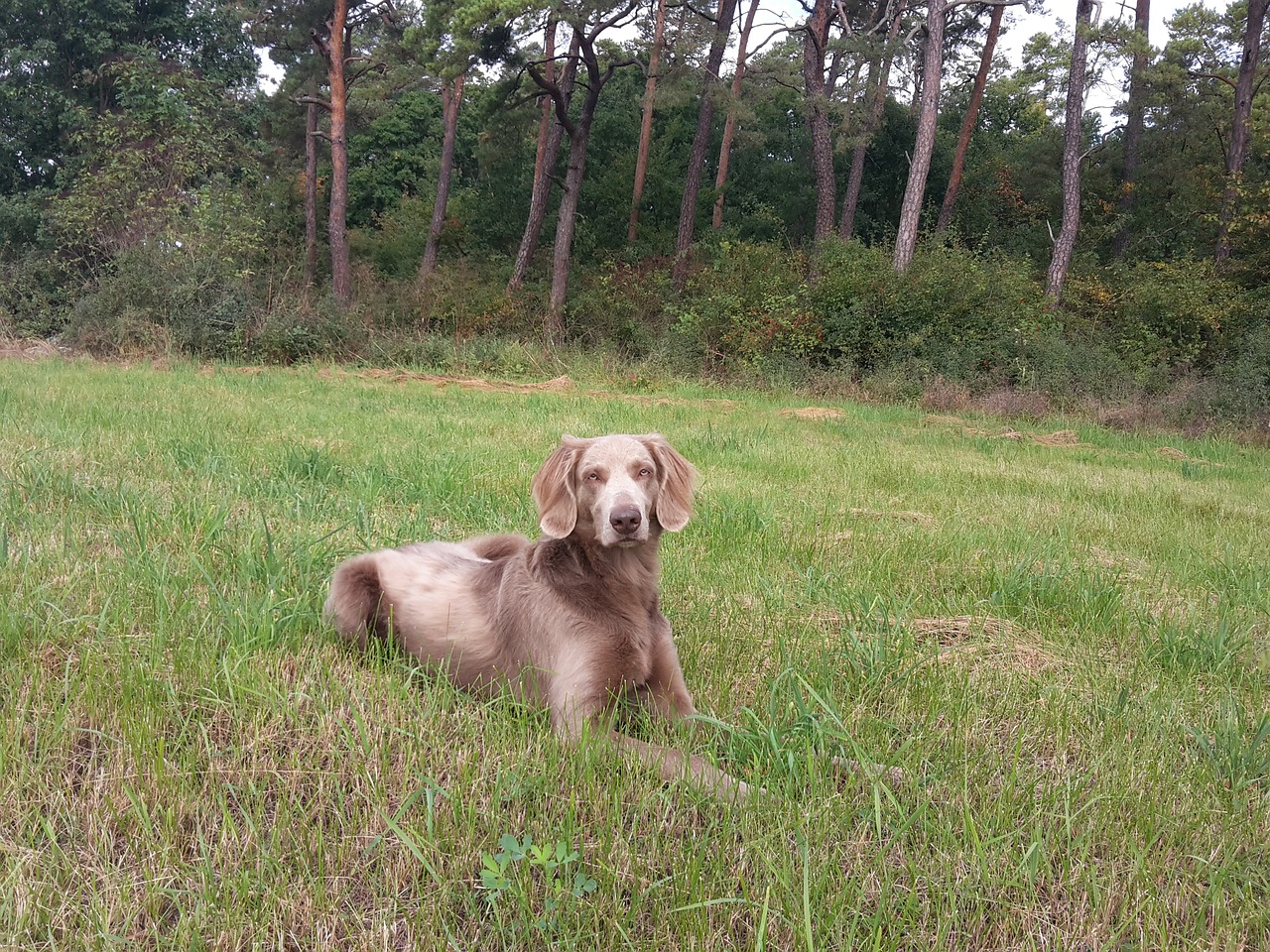 Šuo, Weimaraner, Pieva, Gamta, Medžioklės Šuo, Nemokamos Nuotraukos,  Nemokama Licenzija