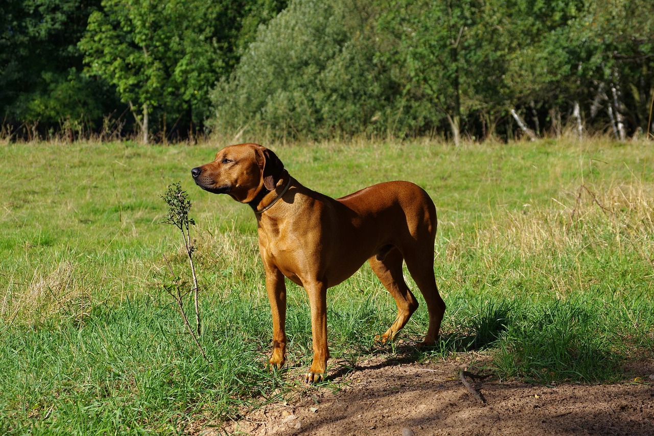 Šuo, Ridžbekas, Rhodesian, Nemokamos Nuotraukos,  Nemokama Licenzija