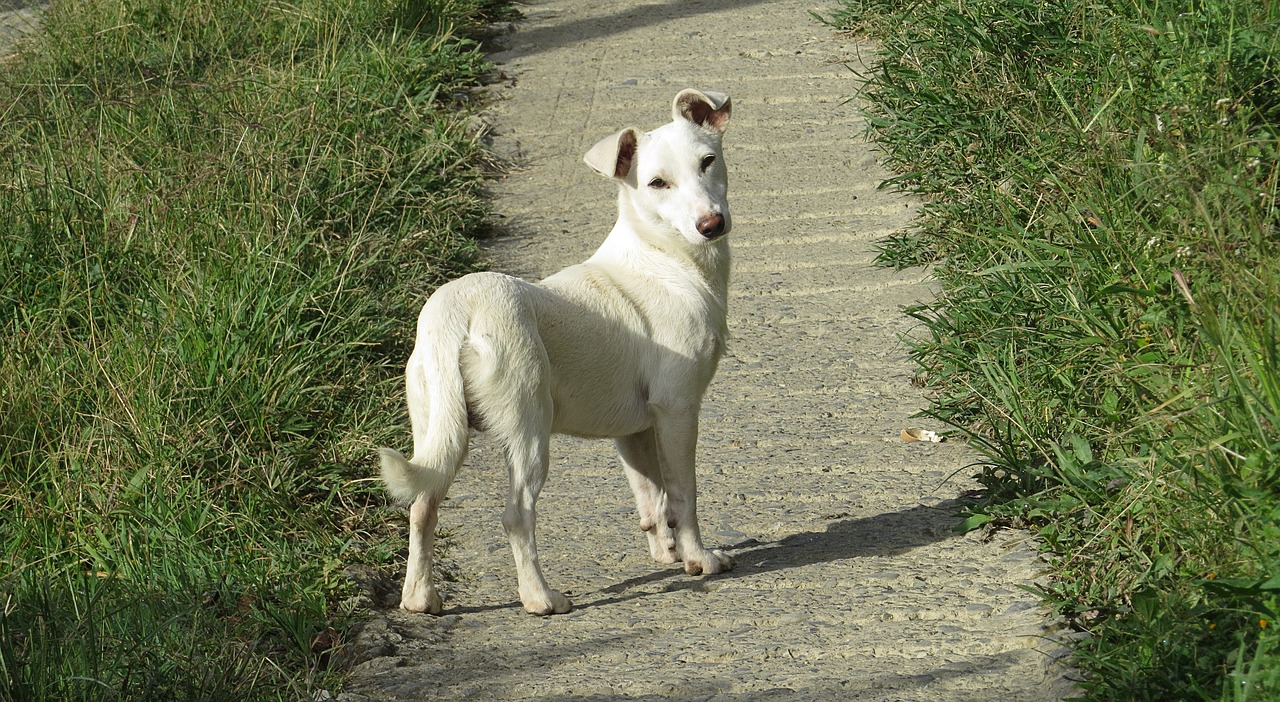 Šuo, Fauna, Naminis Gyvūnas, Šunys, Kolumbija, Nemokamos Nuotraukos,  Nemokama Licenzija