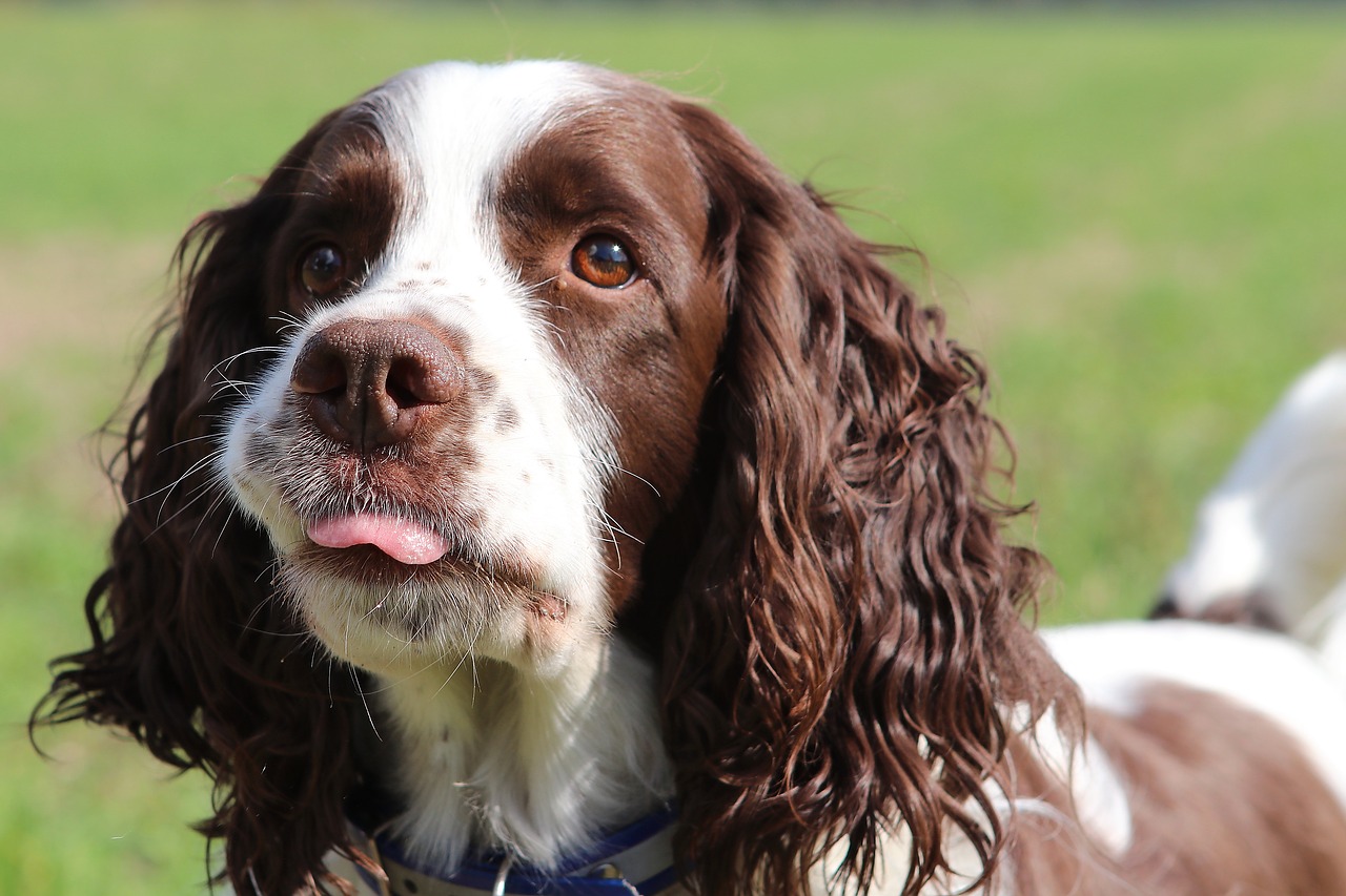 Šuo, Naminis Gyvūnėlis, Keturiasdešimt, Gyvūnų Portretas, Gyvūninės Fotografijos, Portretas, English Springer Spaniel, Patinas, Draugas, Nemokamos Nuotraukos