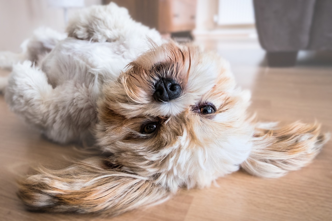 Šuo, Lhasa Apso, Šunys, Gyvūnas, Naminis Gyvūnėlis, Linksma, Vidaus, Balta, Mielas, Žavinga