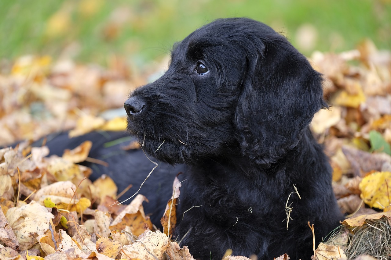 Šuo, Šuniukas, Labradoodle, Labradoras, Karaliaus Pudelis, Pudelis, Naminis Gyvūnėlis, Ruduo, Lapai, Kritimo Lapija