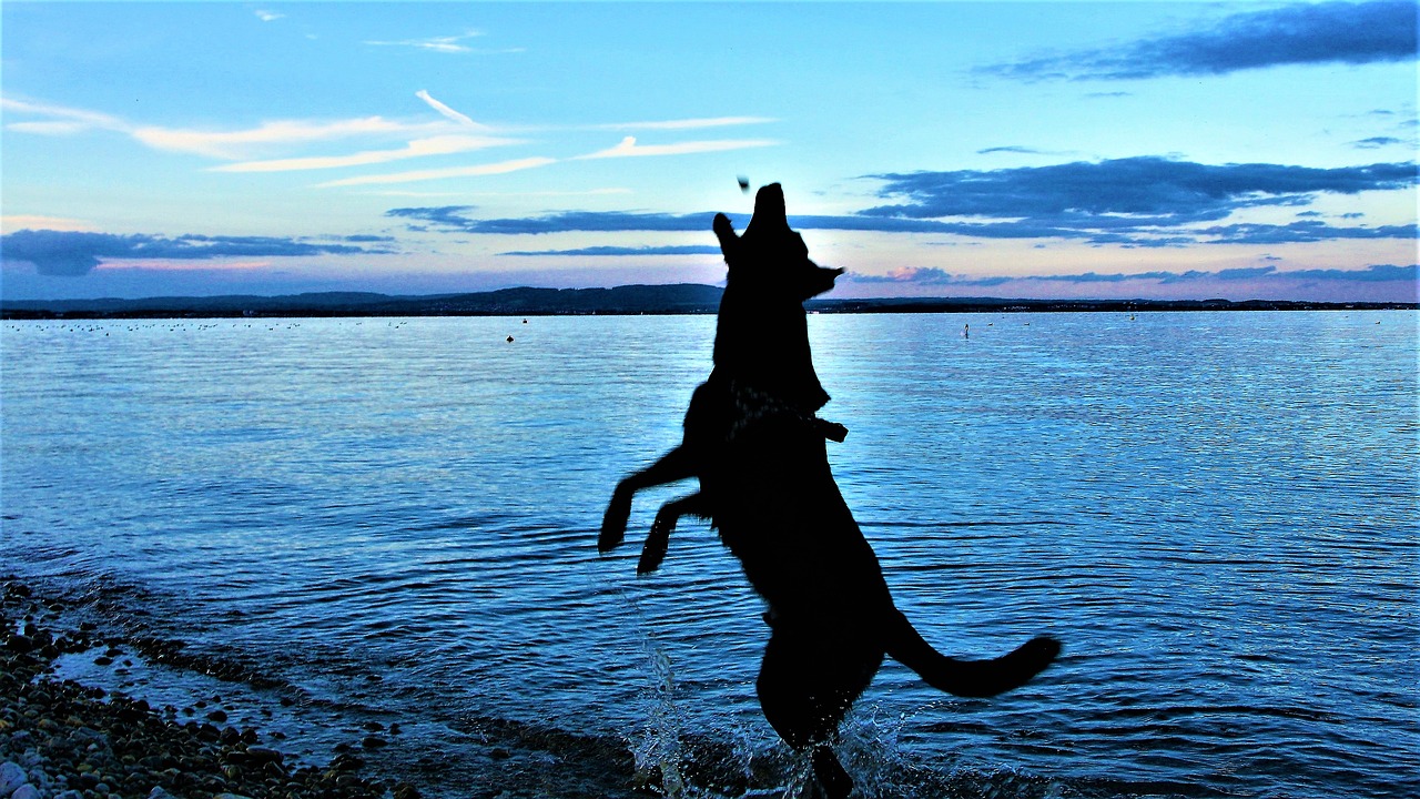 Šuo, Linksma, Žmogaus Draugas, Džiaugsmas, Ežeras, Vanduo, Mėlynas, Nemokamos Nuotraukos,  Nemokama Licenzija