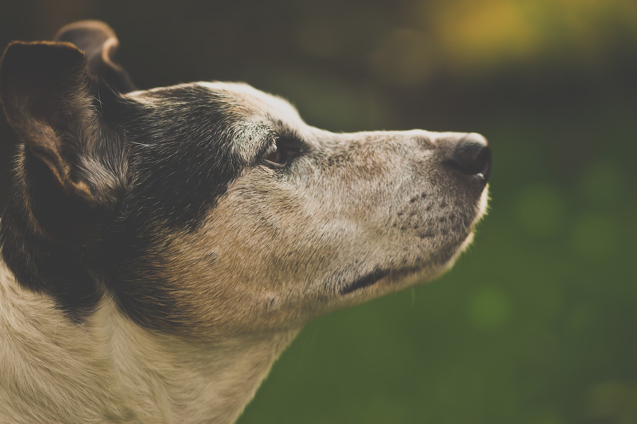 Šuo, Naminis Gyvūnėlis, Gyvūnas, Šunys, Šunys, Saldus, Gyvūnai, Mielas, Akys, Jack Russel