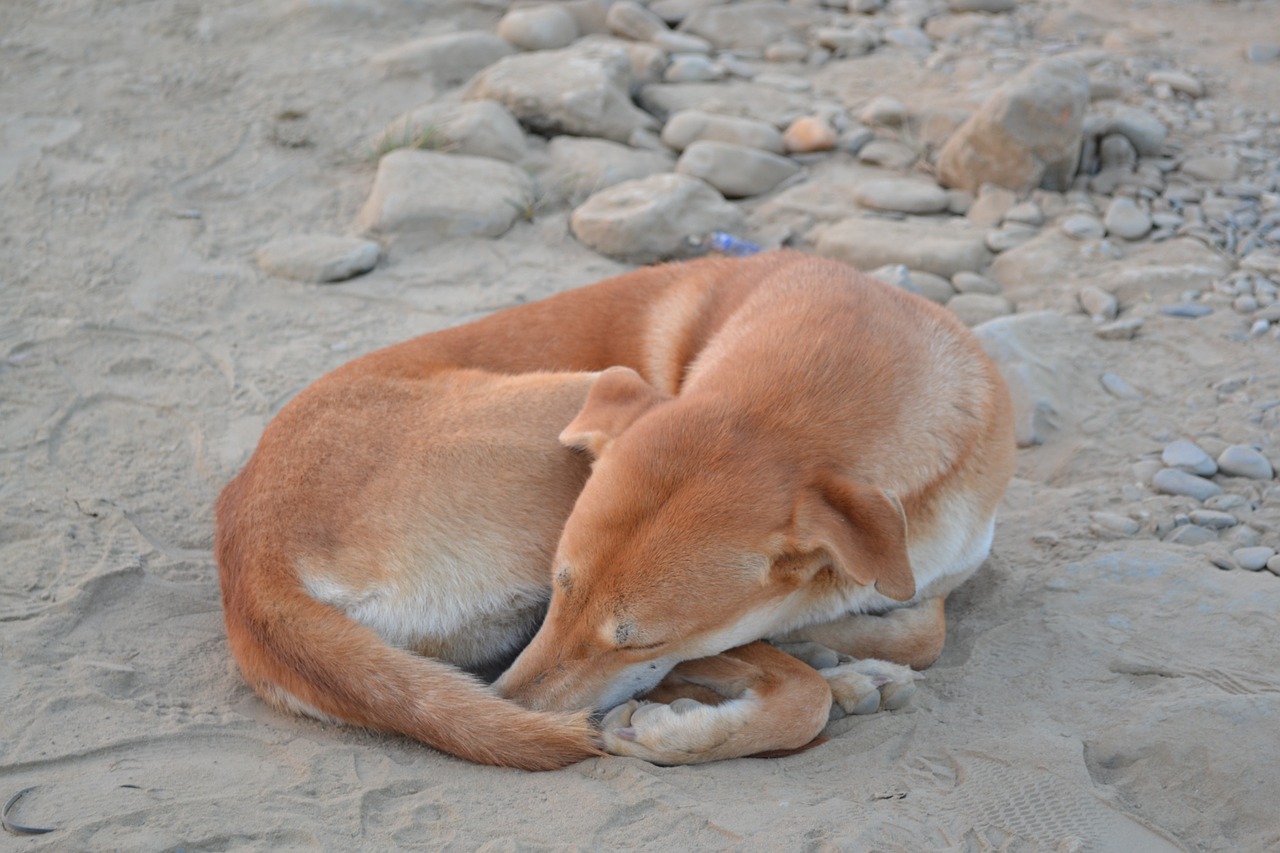 Šuo, Nepalas, Miegoti, Nemokamos Nuotraukos,  Nemokama Licenzija