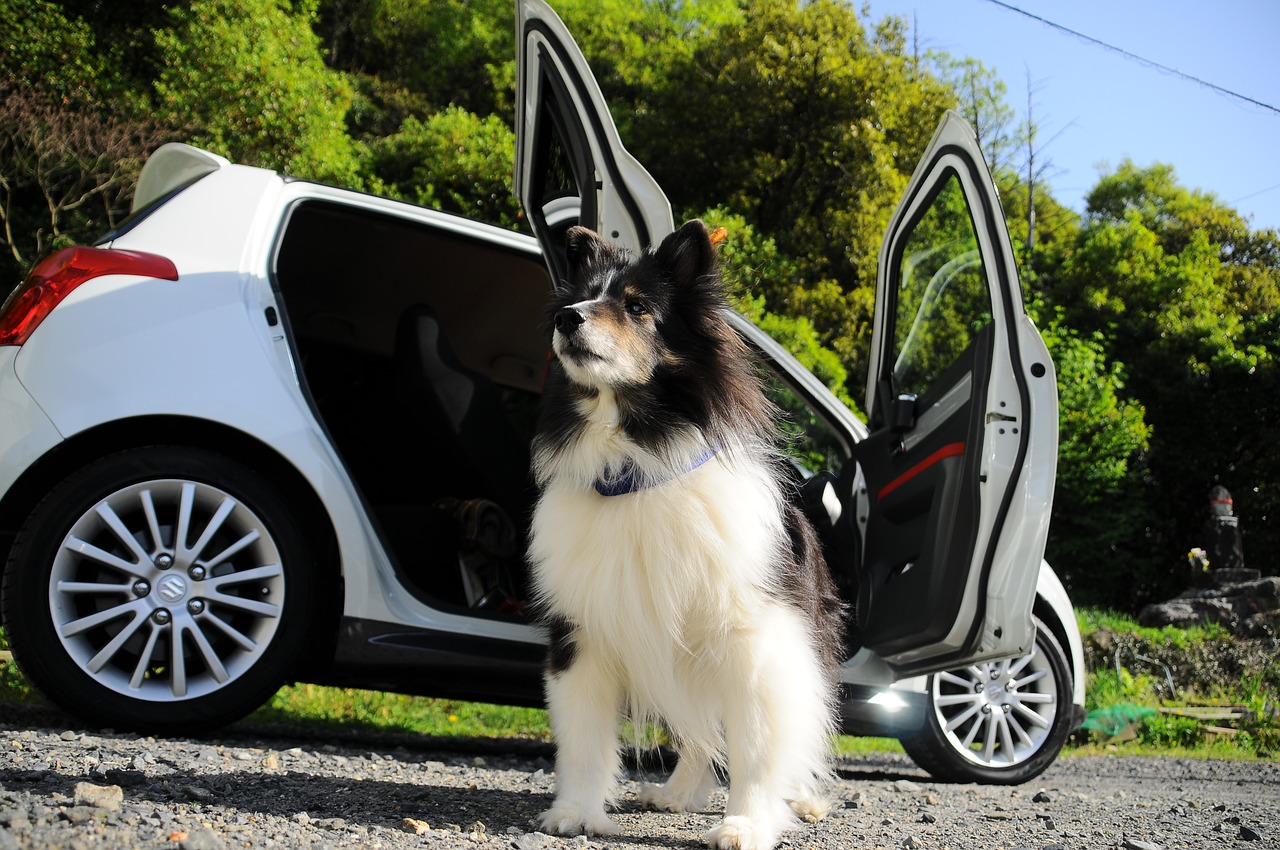 Šuo, Automobilis, Nuostabus, Nemokamos Nuotraukos,  Nemokama Licenzija
