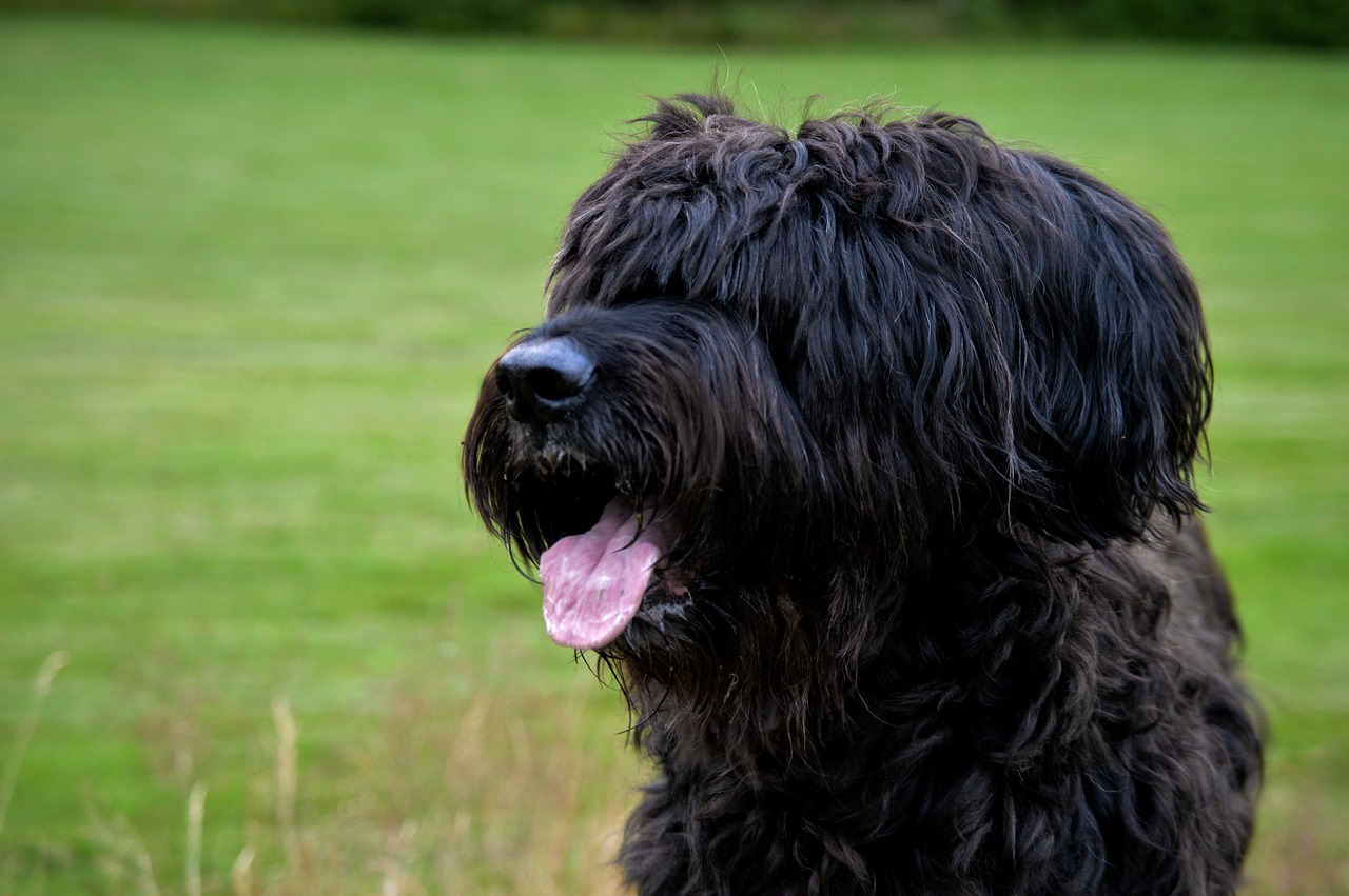 Šuo, Briard, Liežuvis, Nemokamos Nuotraukos,  Nemokama Licenzija