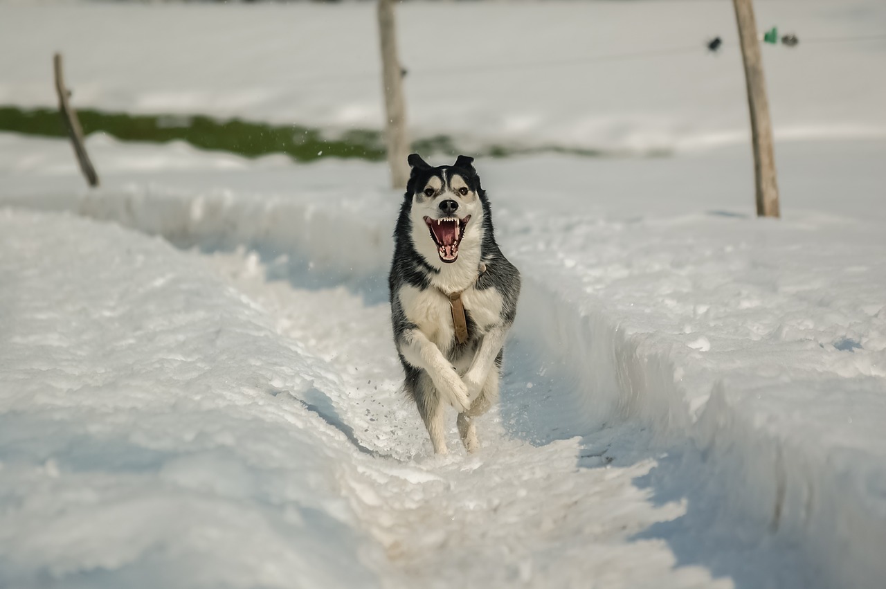 Šuo, Sniegas, Husky, Kelnės, Žiema, Šunys, Kalnas, Gamta, Alpės, Nemokamos Nuotraukos