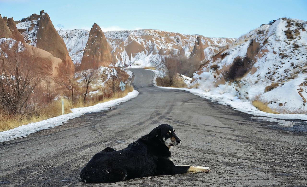 Šuo, Gyvūnas, Juoda, Cappadocia, Kelias, Sniegas, Akmenys, Žiema, Orientyras, Dangus