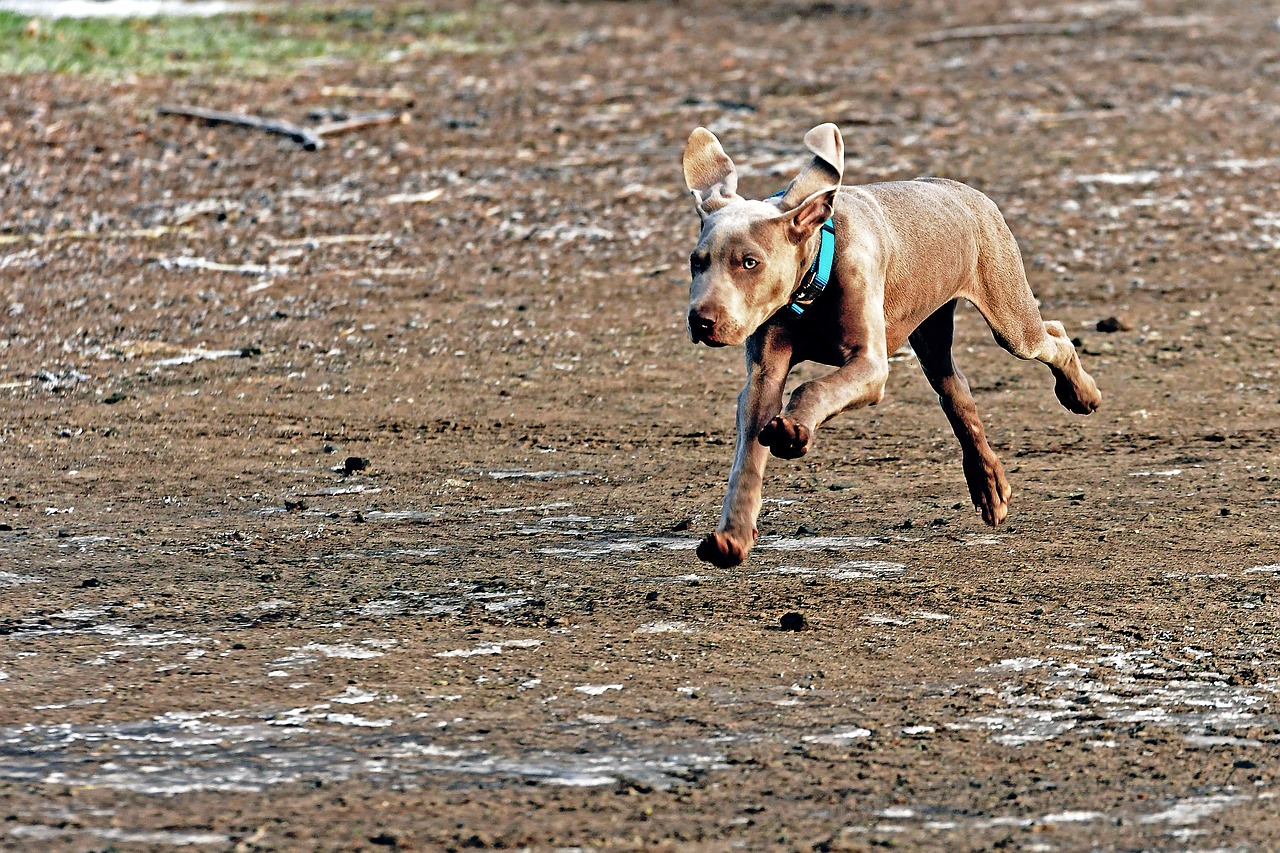 Šuo, Jaunas Šuo, Weimaraner, Nemokamos Nuotraukos,  Nemokama Licenzija