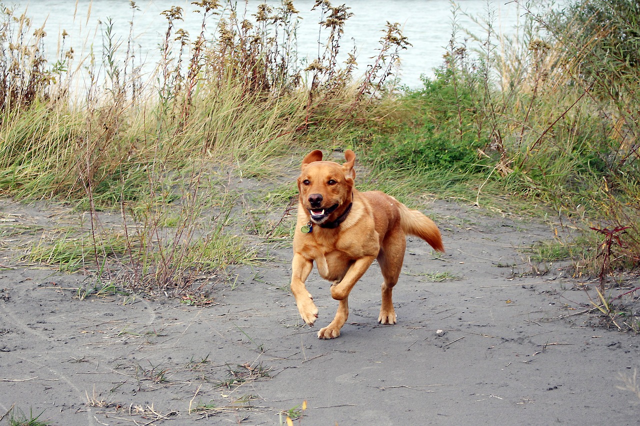 Šuo, Naminis Gyvūnėlis, Keturiasdešimt, Ruda, Labradoras, Nemokamos Nuotraukos,  Nemokama Licenzija