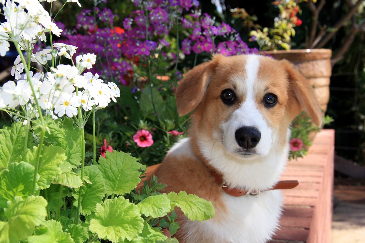 Šuo, Šuniukas, Gėlės, Corgi, Nemokamos Nuotraukos,  Nemokama Licenzija