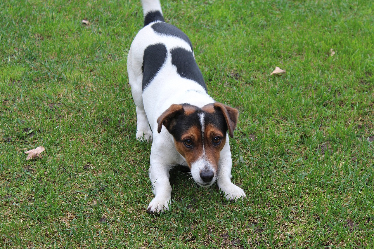 Šuo, Jack Russell Terrier, Linksma, Draugas, Mažas Šuo, Šunys, Grynas, Eismas, Gyvūnas, Gamta