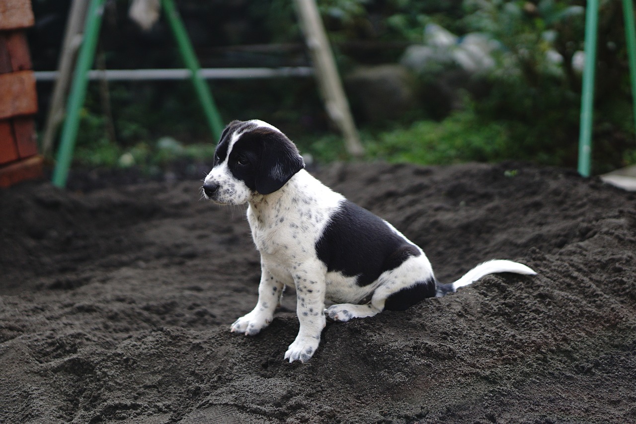 Šuo, Beagle, Šuniukas, Gyvūnas, Naminis Gyvūnėlis, Mielas, Jaunas, Šunys, Žinduolis, Balta