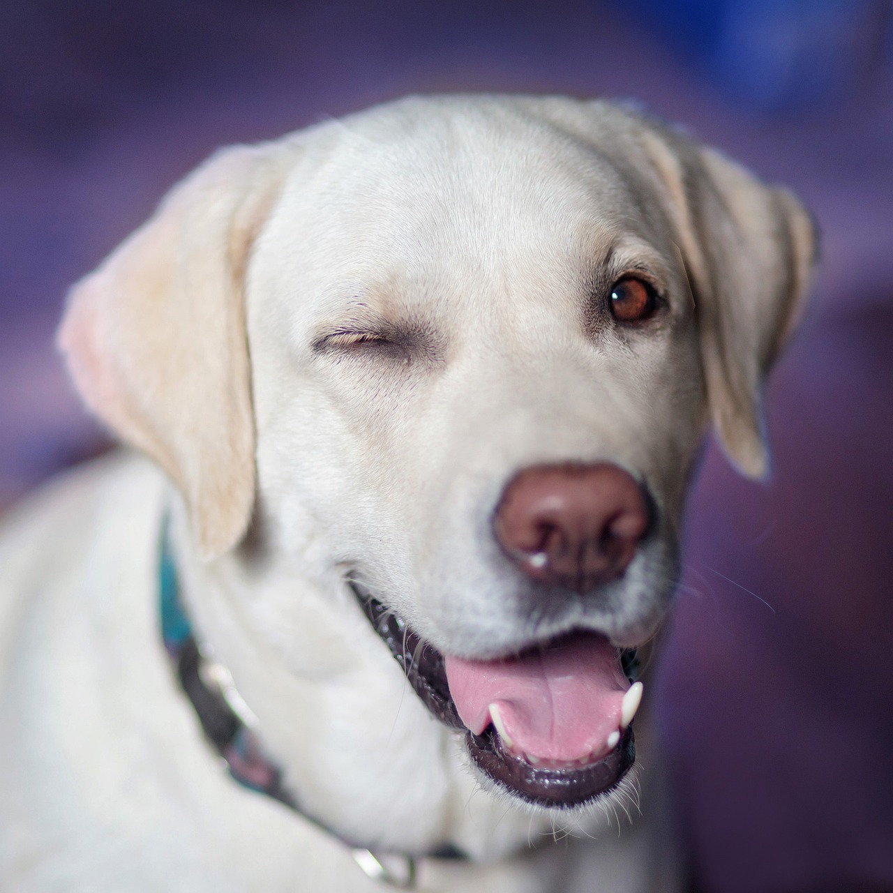 Šuo, Labradoras, Linksmas, Minkšta, Vaizdas, Iš Arti, Nemokamos Nuotraukos,  Nemokama Licenzija