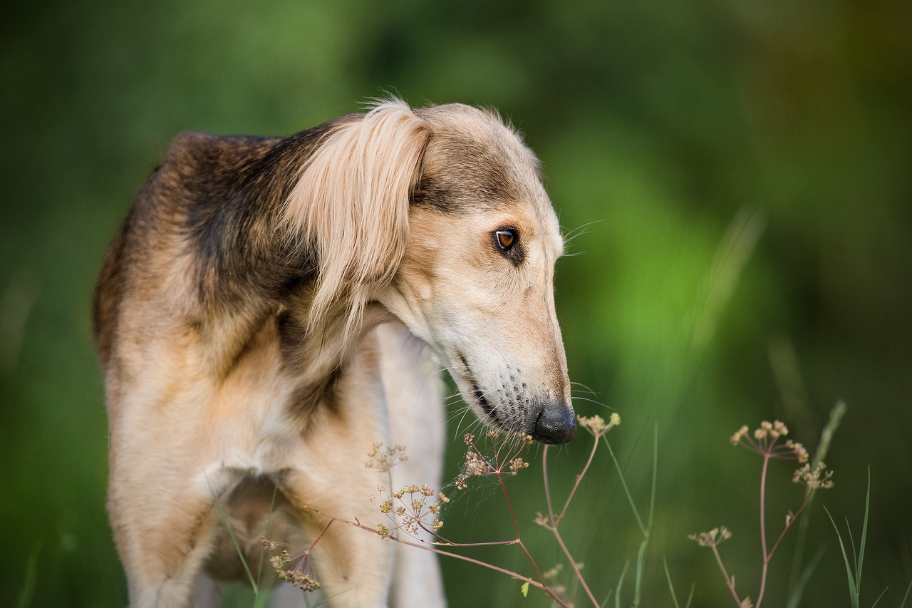 Šuo, Naminis Gyvūnėlis, Augintiniai, Saluki, Plaukuotas, Gamta, Kurtas, Persijos Kurtas, Nemokamos Nuotraukos,  Nemokama Licenzija