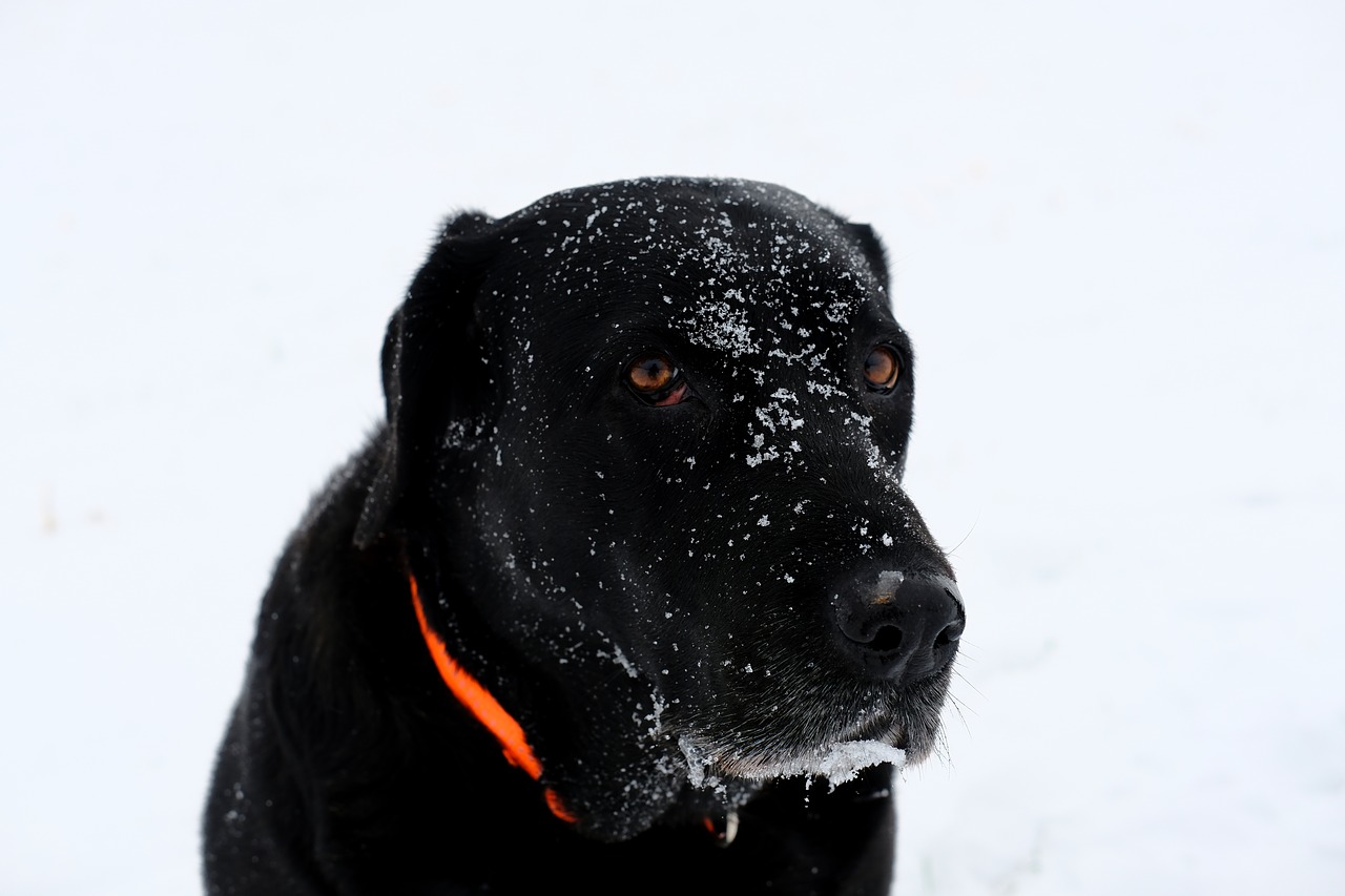 Šuo,  Naminis Gyvūnėlis,  Sniegas,  Žiema,  Labradoras,  Retriveris,  Pudelis,  Karaliaus Pudelis,  Hibridas,  Šaltas
