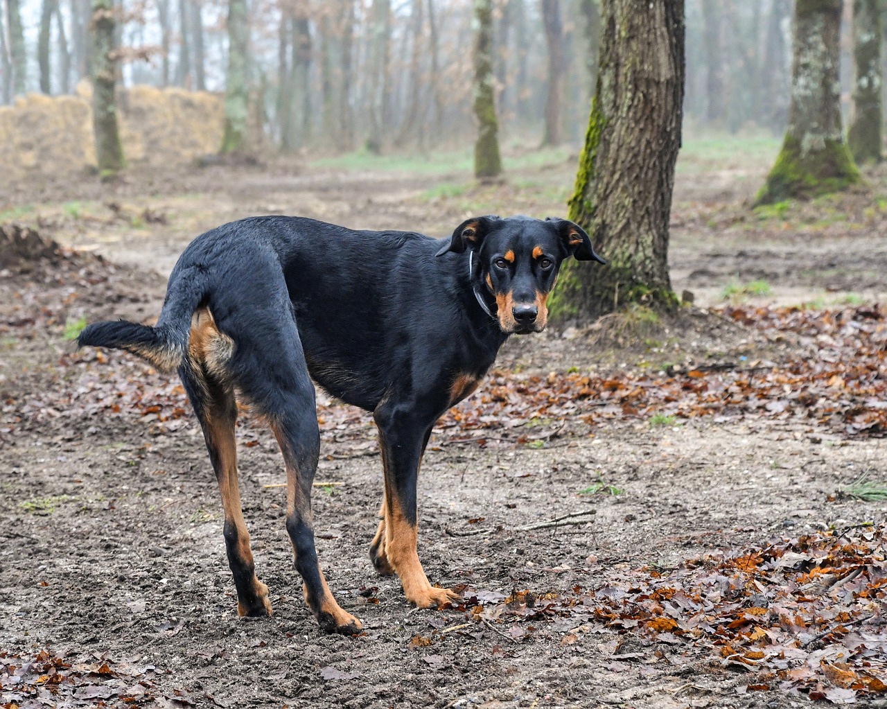 Šuo,  Beauceron,  Šunys,  Žinduolis,  Gyvūnas,  Laukas,  Gamta,  Medis,  Be Honoraro Mokesčio, Nemokamos Nuotraukos