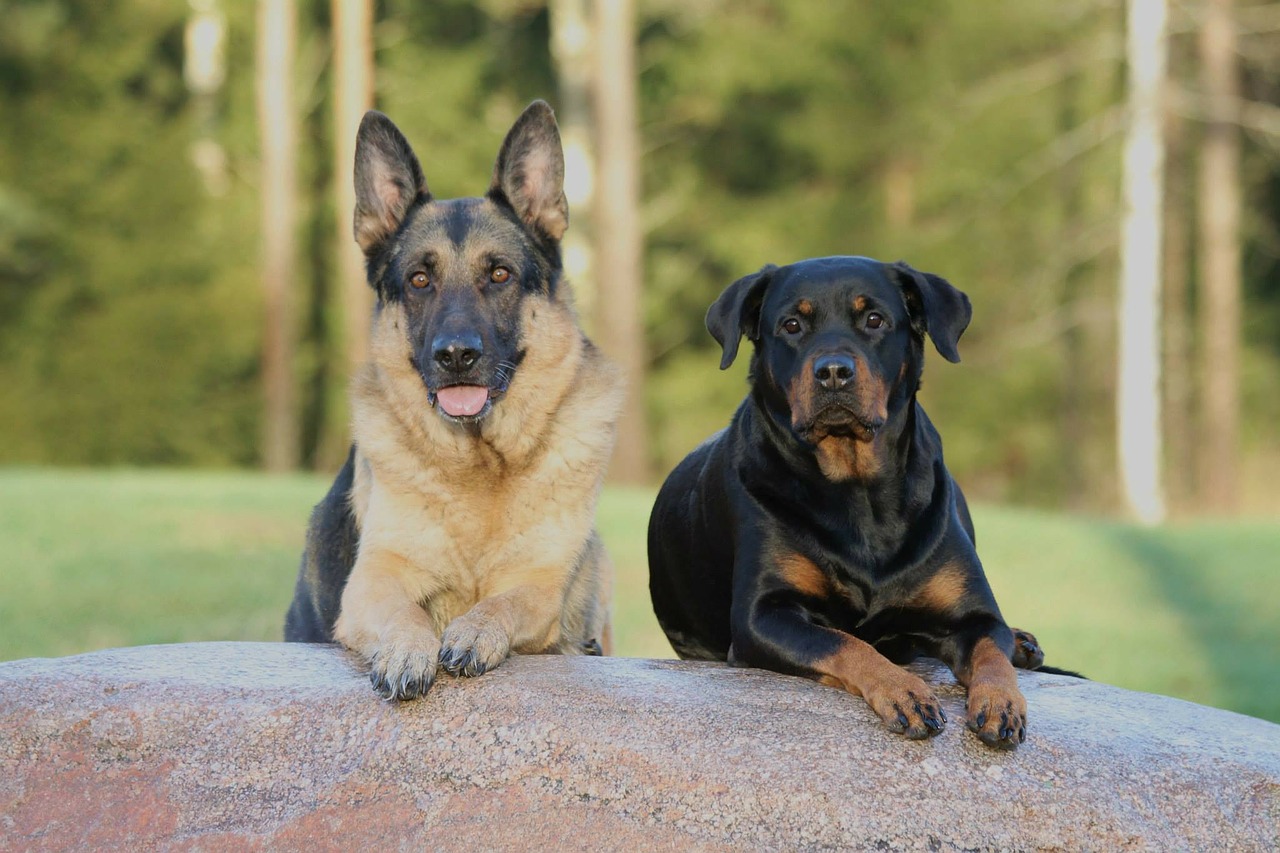 Šuo, Šunys, Rottweiler, Vokiečių Aviganis, Nemokamos Nuotraukos,  Nemokama Licenzija