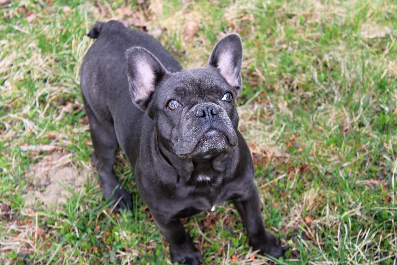 Šuo,  French Bulldog,  Šuniukas,  Glamonėti, Nemokamos Nuotraukos,  Nemokama Licenzija