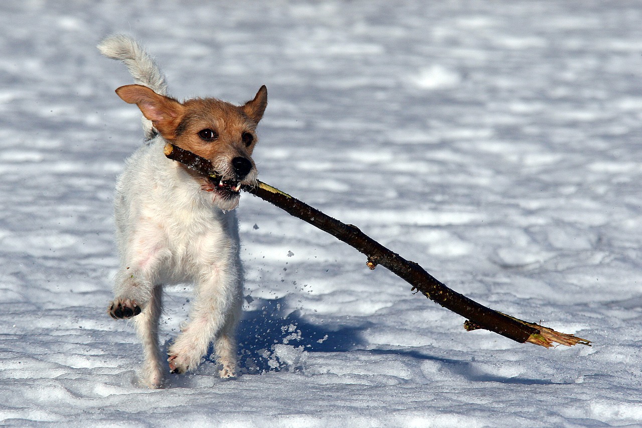 Šuo,  Žaisti,  Klijuoti,  Sniegas, Nemokamos Nuotraukos,  Nemokama Licenzija