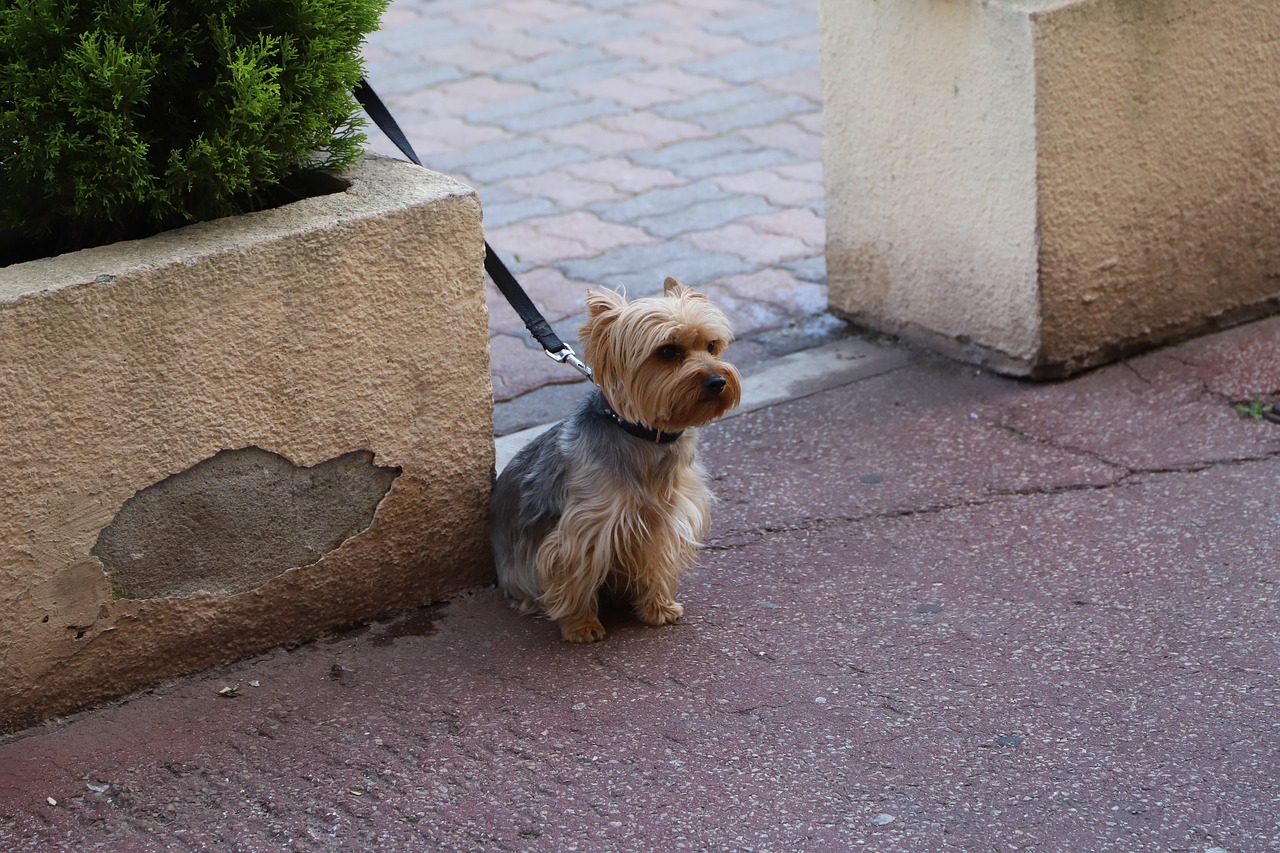 Šuo,  Mielas,  Žinduolis,  Canidae,  Gyvūnai,  Mažas,  Augintinė,  Šuniukas,  Lauko,  Šaligatvis