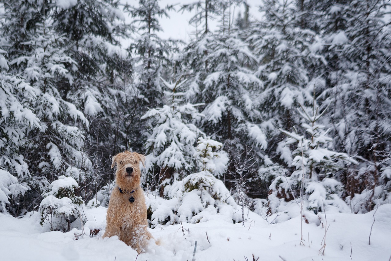 Šuo,  Sniegas,  Žiemos,  Nuo Užšalimo,  Šalto,  Sušaldyti,  Sezonas,  Ledas,  Baltos Spalvos,  Pobūdį