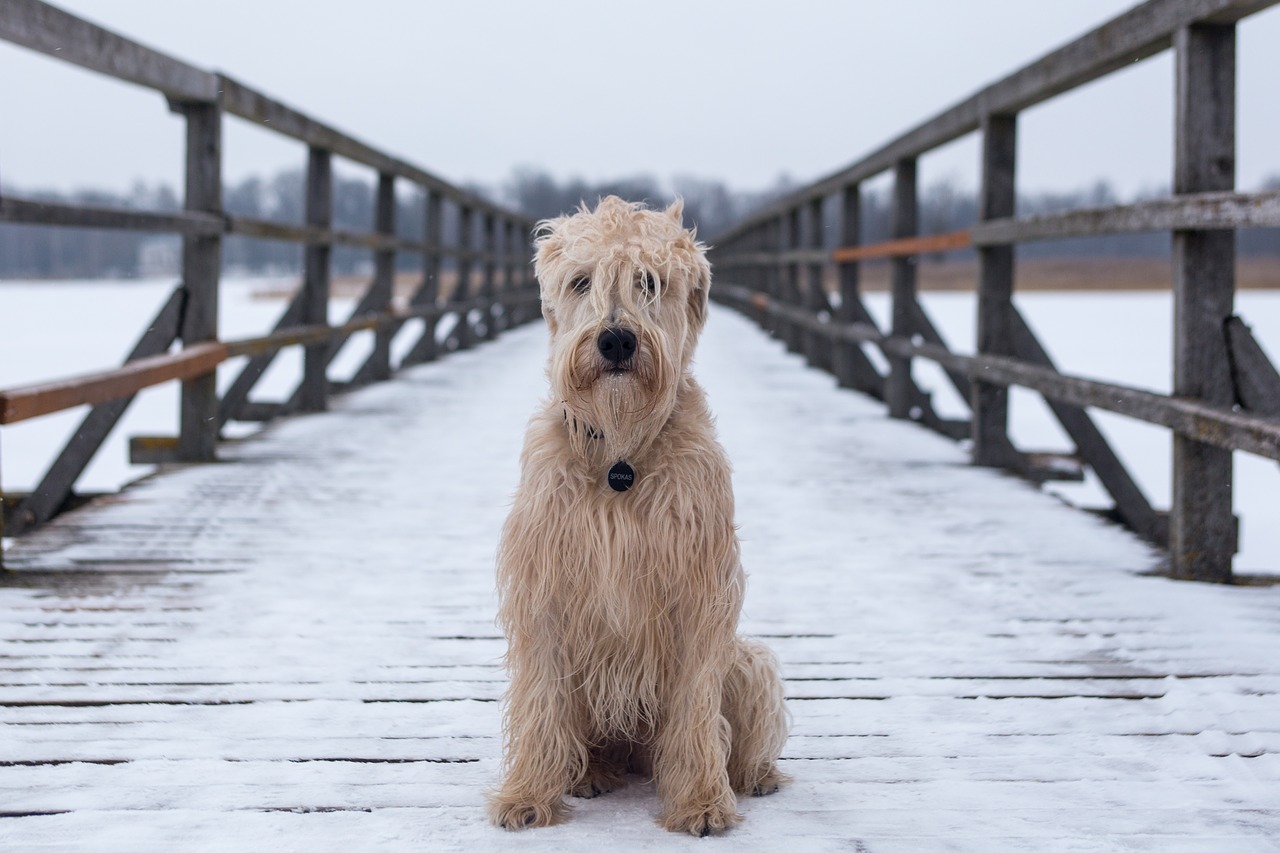 Šuo,  Gyvūnas,  Šunų,  Tiltas,  Furry,  Gauruotas,  Liūdnas,  Vien,  Benamių,  Sėdėti