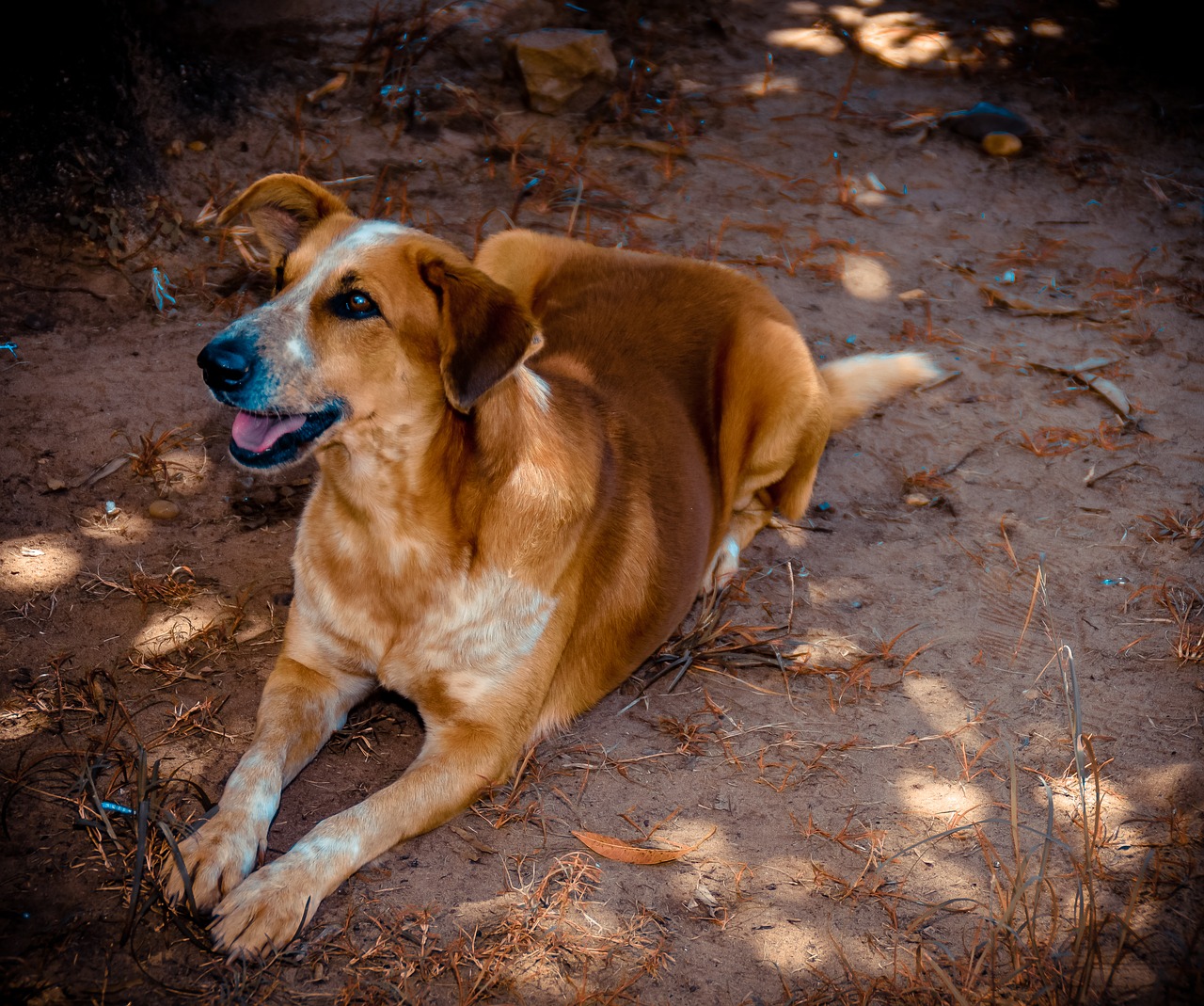 Šuo,  Canidae,  Žinduoliai,  Glamonėti, Nemokamos Nuotraukos,  Nemokama Licenzija