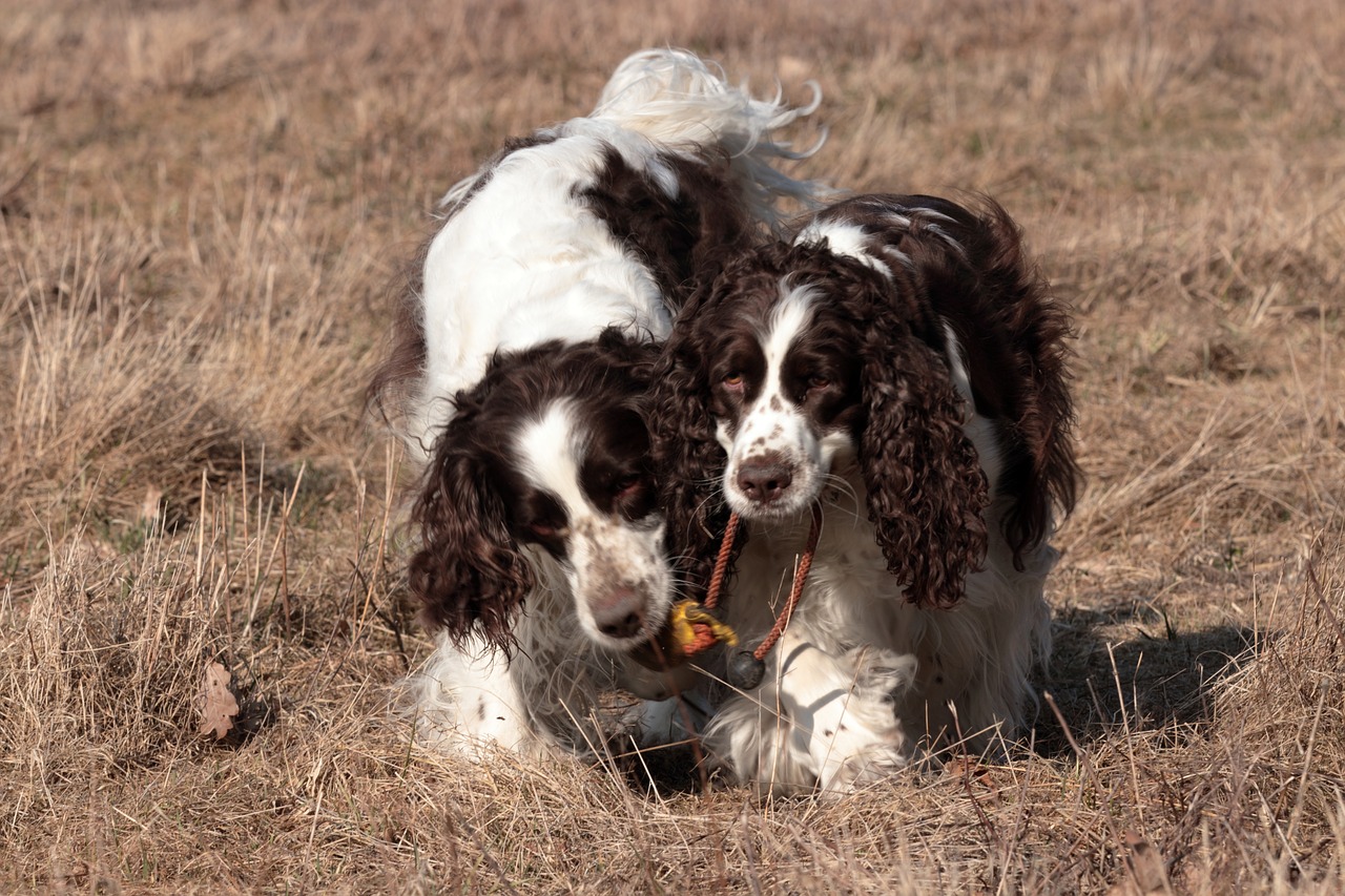 Šuo,  Žinduolis,  Gyvūnas,  Augintinė,  English Springerspanielis,  Medžioklinis Šuo,  Komandinis Darbas,  Lenktynės, Nemokamos Nuotraukos,  Nemokama Licenzija